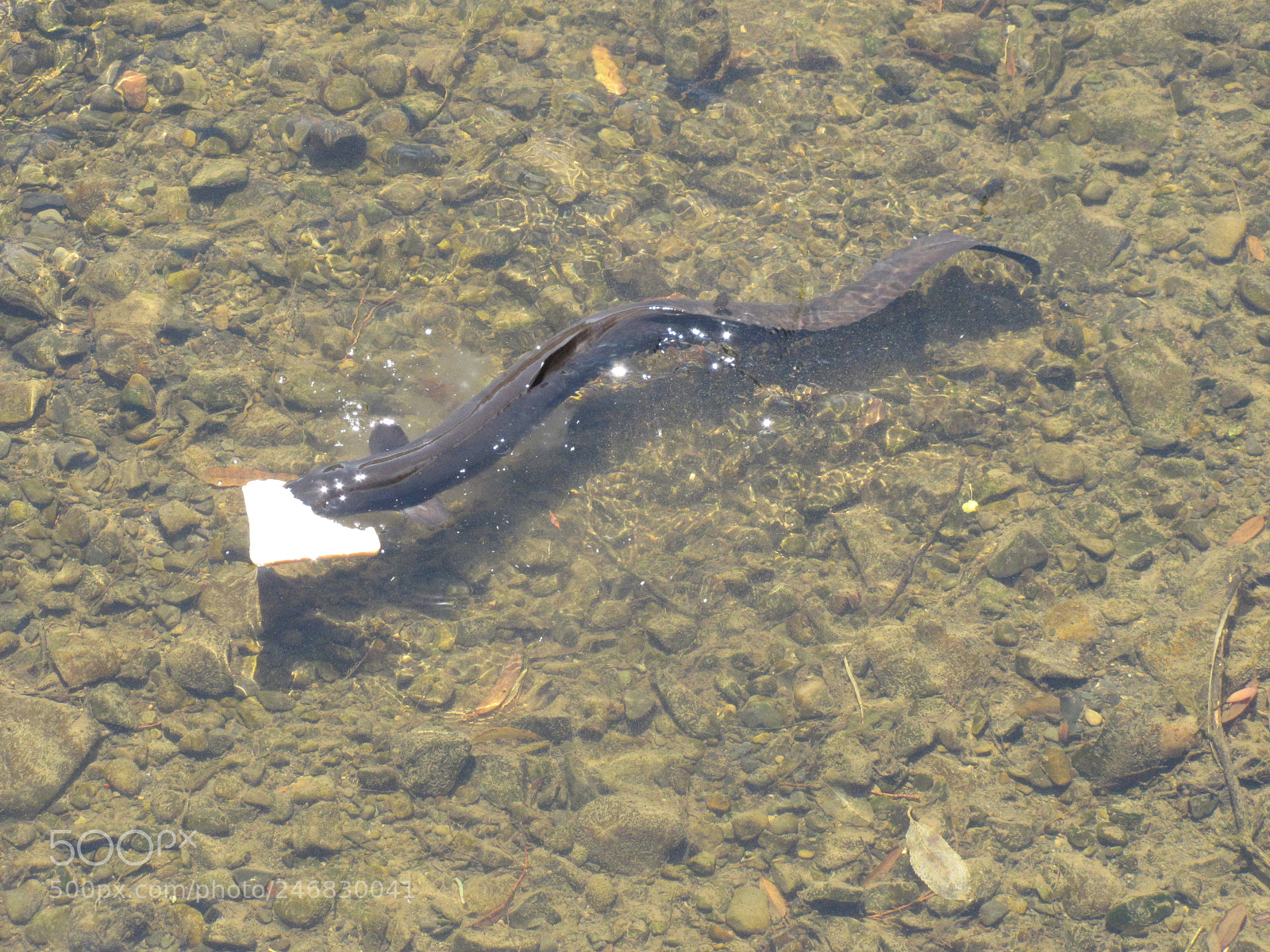 Canon PowerShot SX20 IS sample photo. Eel's lunchtime photography