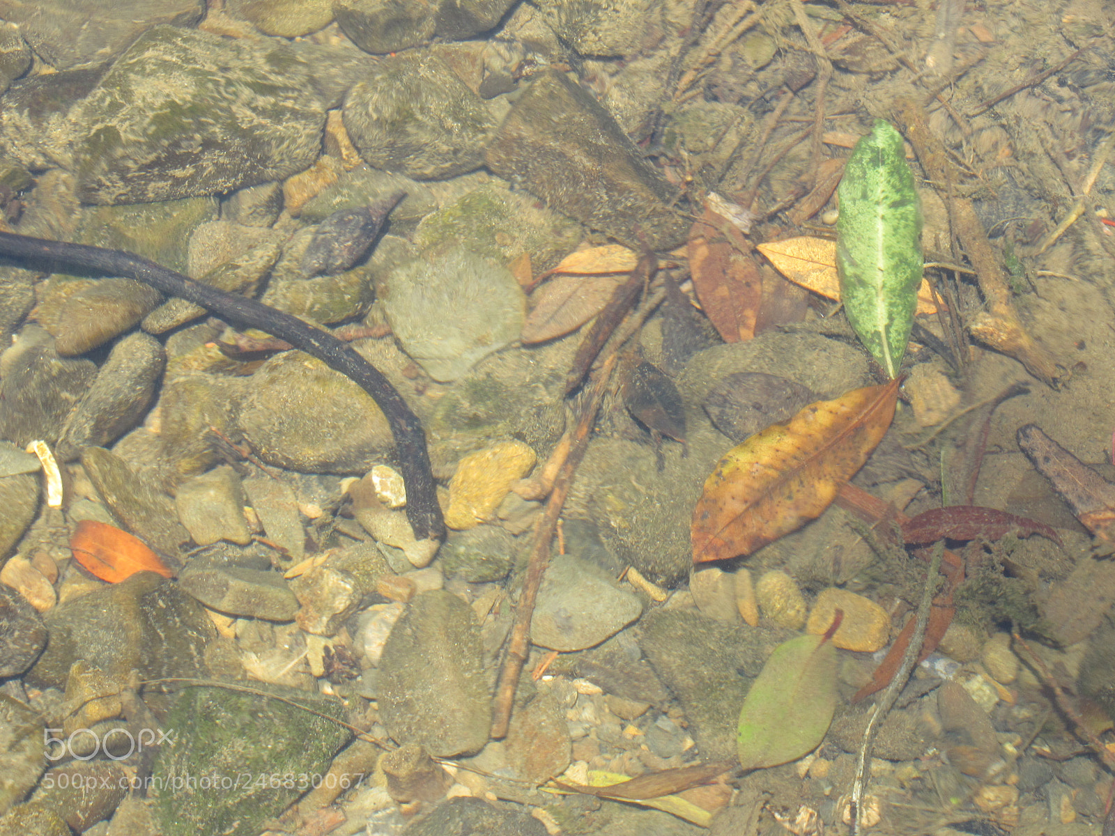 Canon PowerShot SX20 IS sample photo. Underwater beauty photography