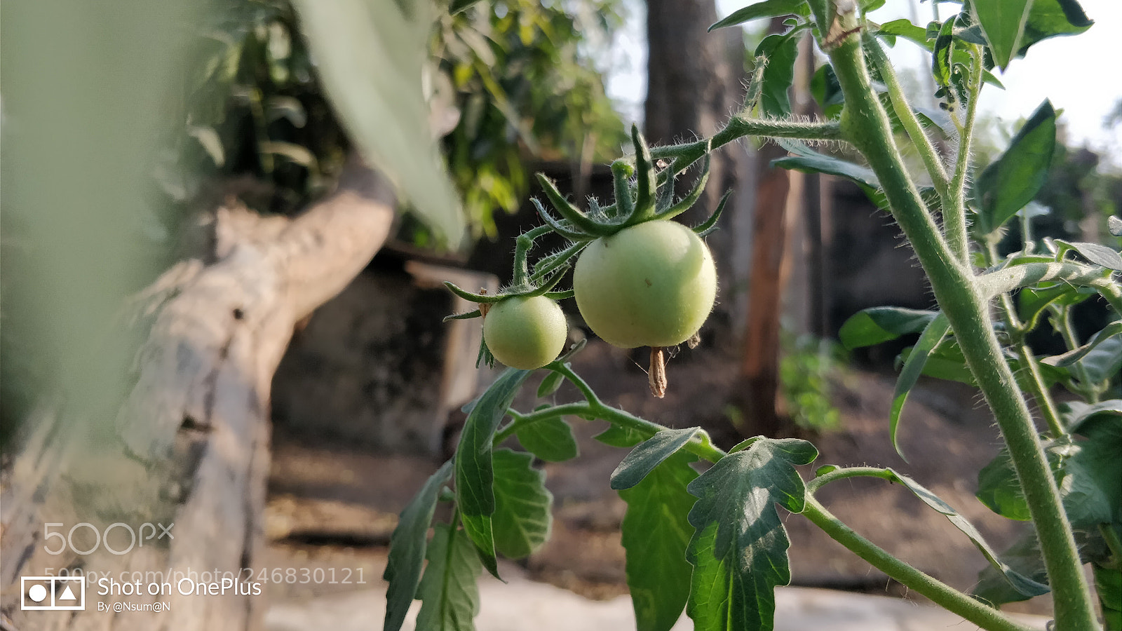 OnePlus 5 sample photo. Yet to ripe tomatoes photography