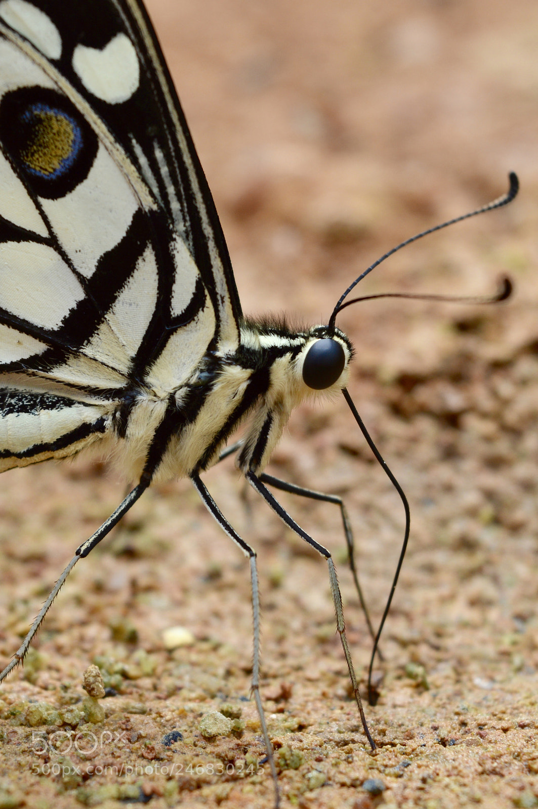 Nikon D3200 sample photo. Mud-puddling photography