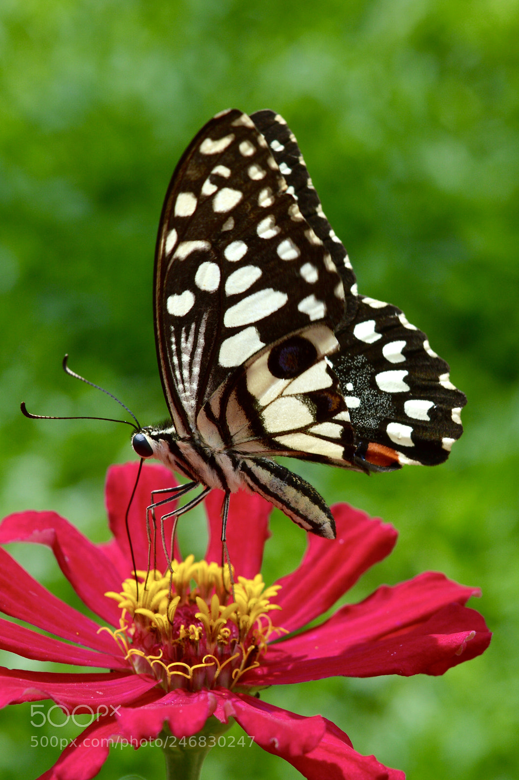 Nikon D3200 sample photo. Flower over a flower photography