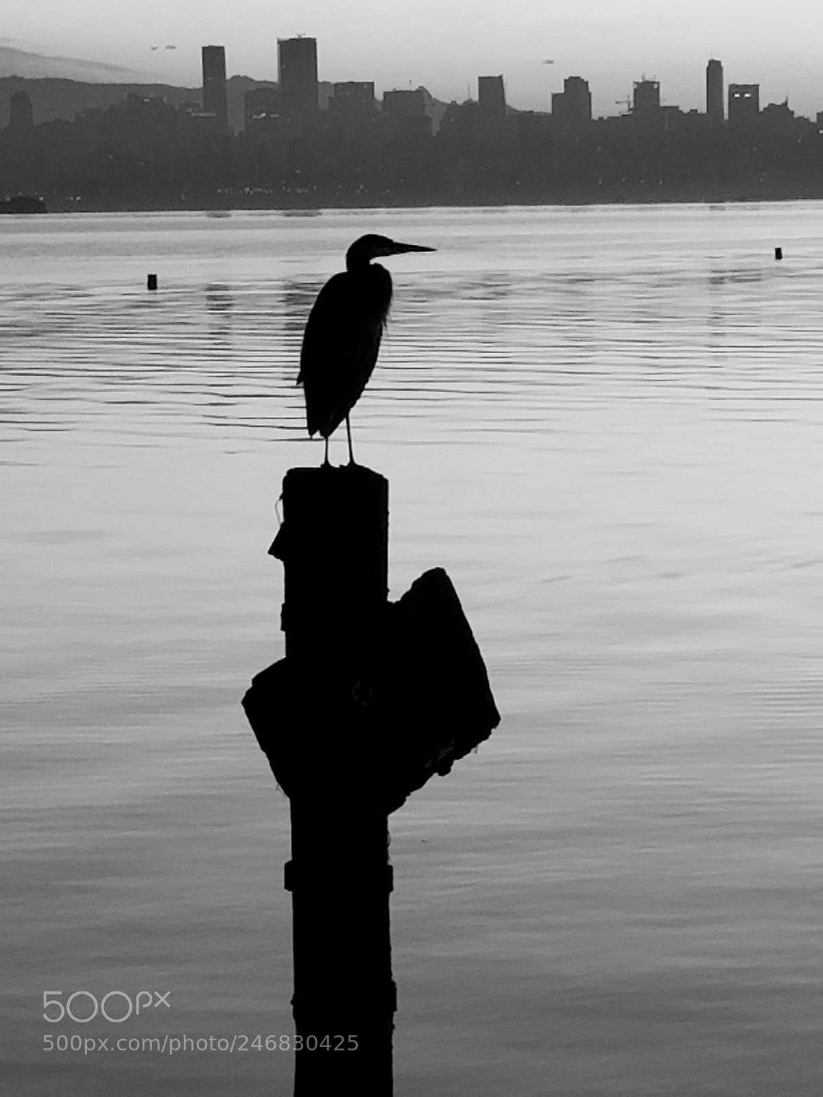 Samsung Galaxy S8+ sample photo. Pelican photography
