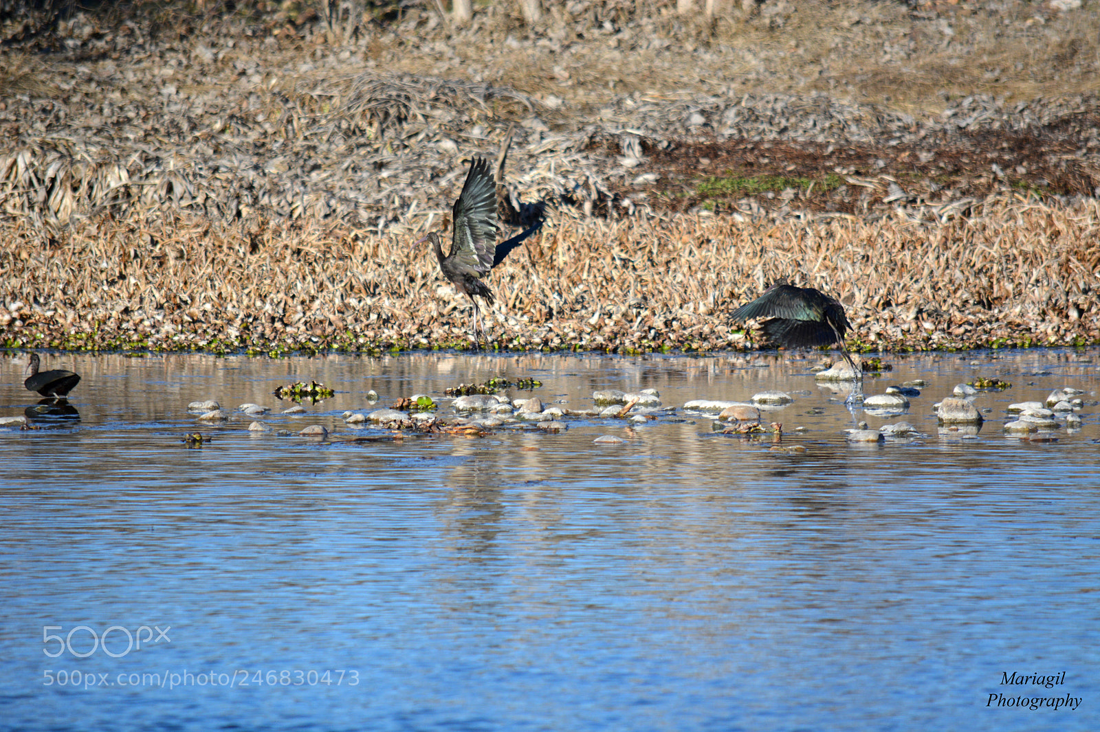 Nikon D5200 sample photo. Morito com n, plegadis photography