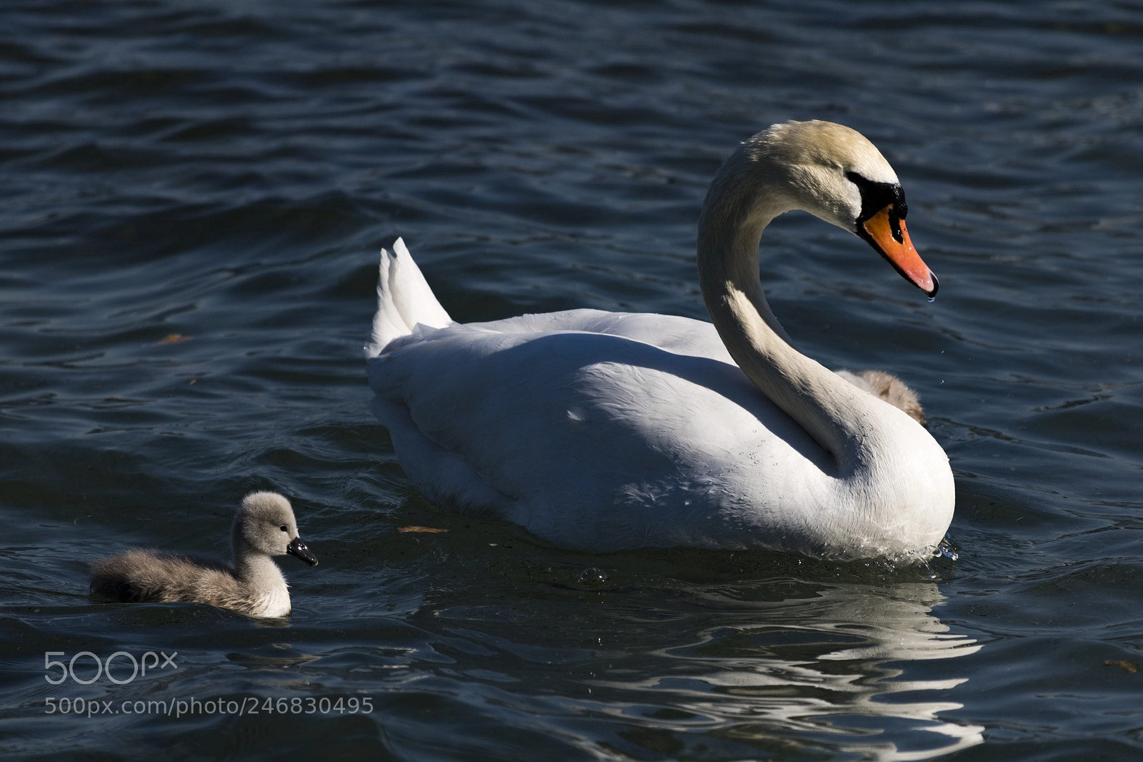 Canon EOS 760D (EOS Rebel T6s / EOS 8000D) sample photo. The mommy baby duo photography