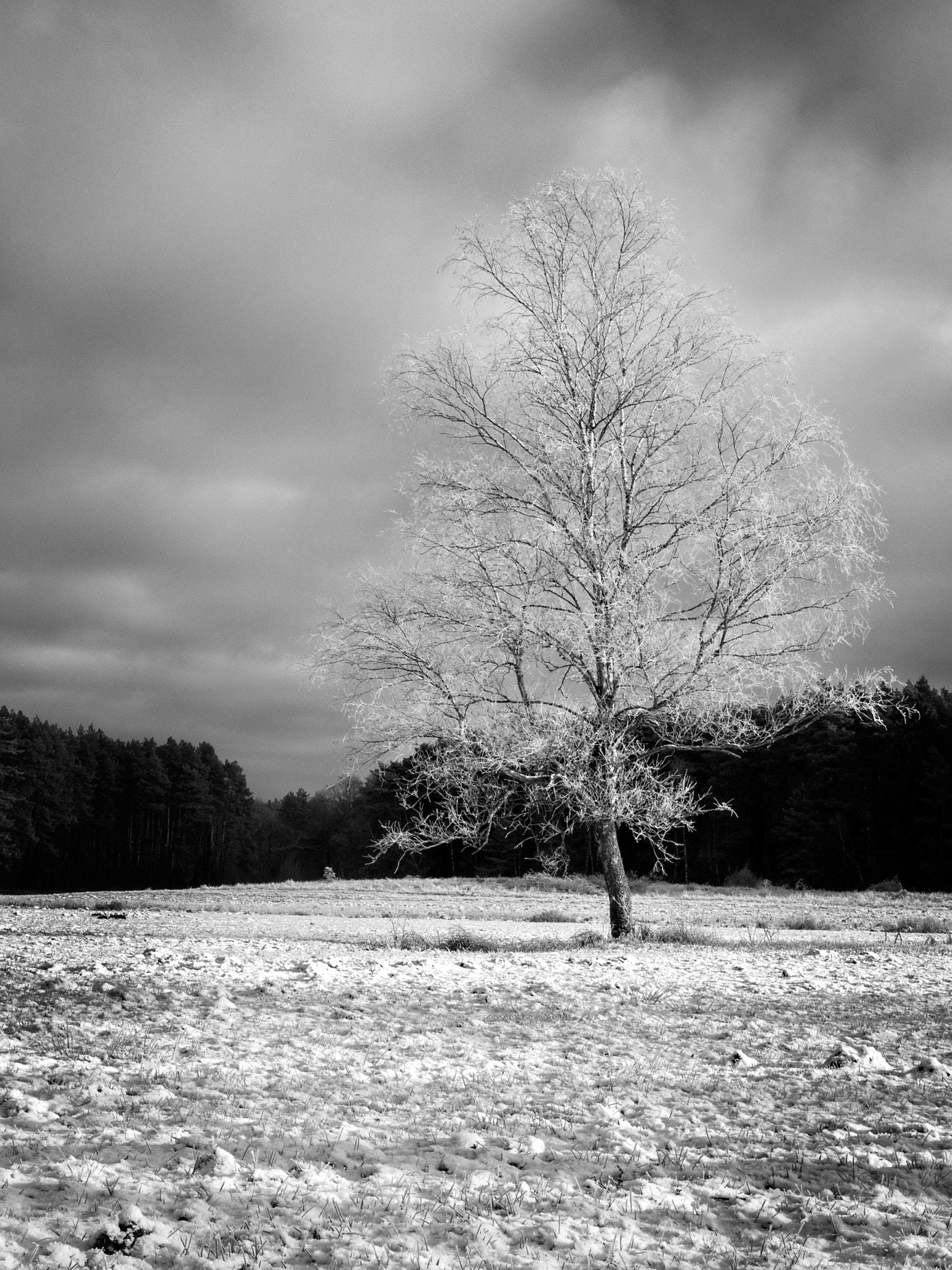 Fujifilm FinePix S9600 sample photo. Frost on the tree... photography