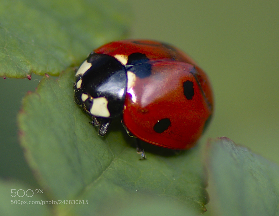 Nikon D5600 sample photo. Coccinelle photography