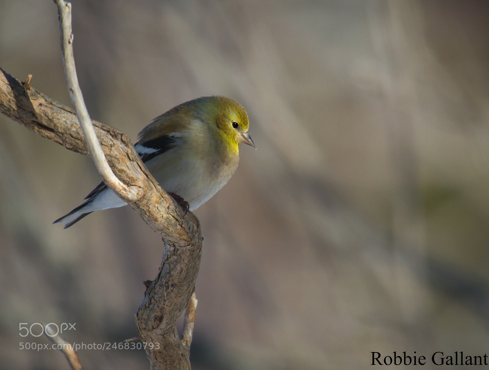 Canon EOS 7D sample photo. American goldfinch (winter female) photography