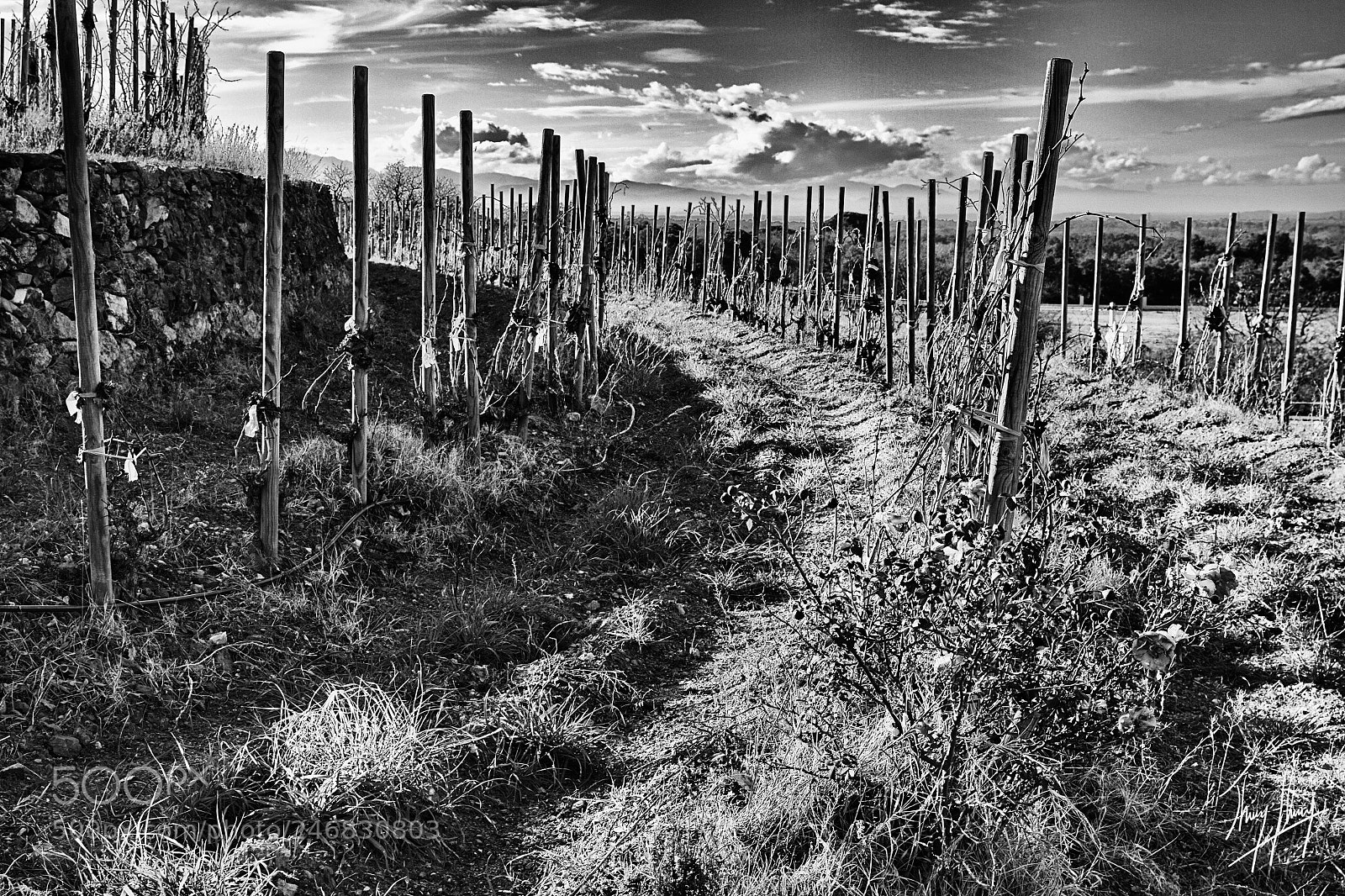 Canon EOS-1D Mark IV sample photo. Vignes vierges photography