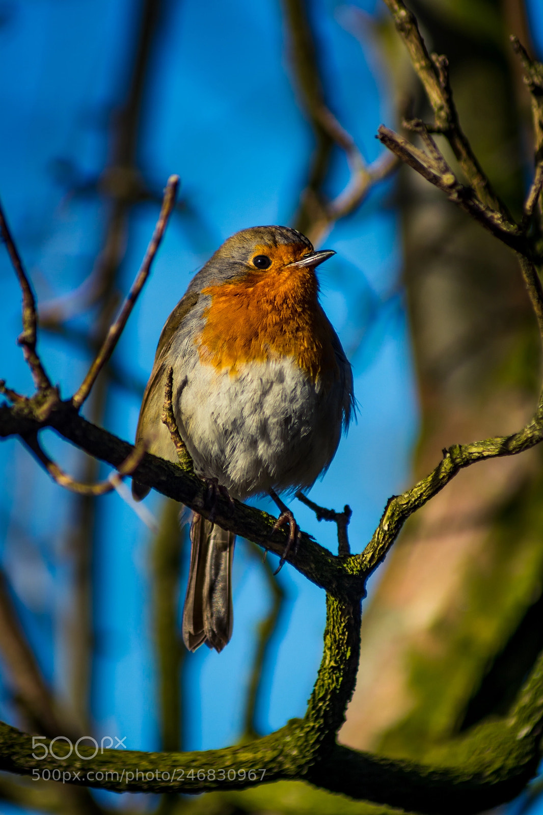 Nikon D7100 sample photo. Robin photography