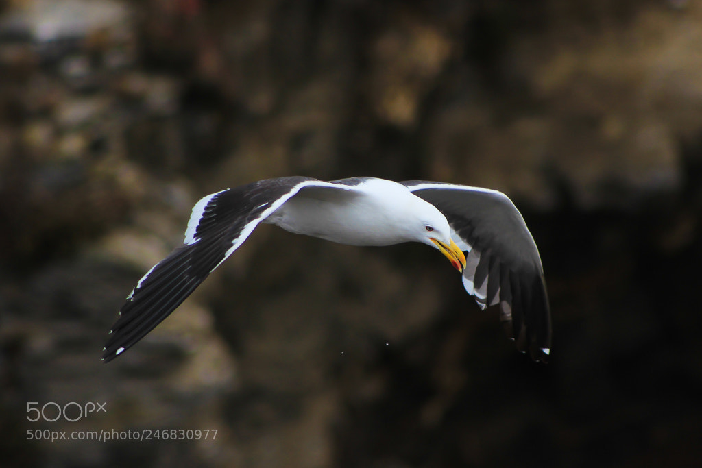 Canon EOS 600D (Rebel EOS T3i / EOS Kiss X5) sample photo. Seagull photography