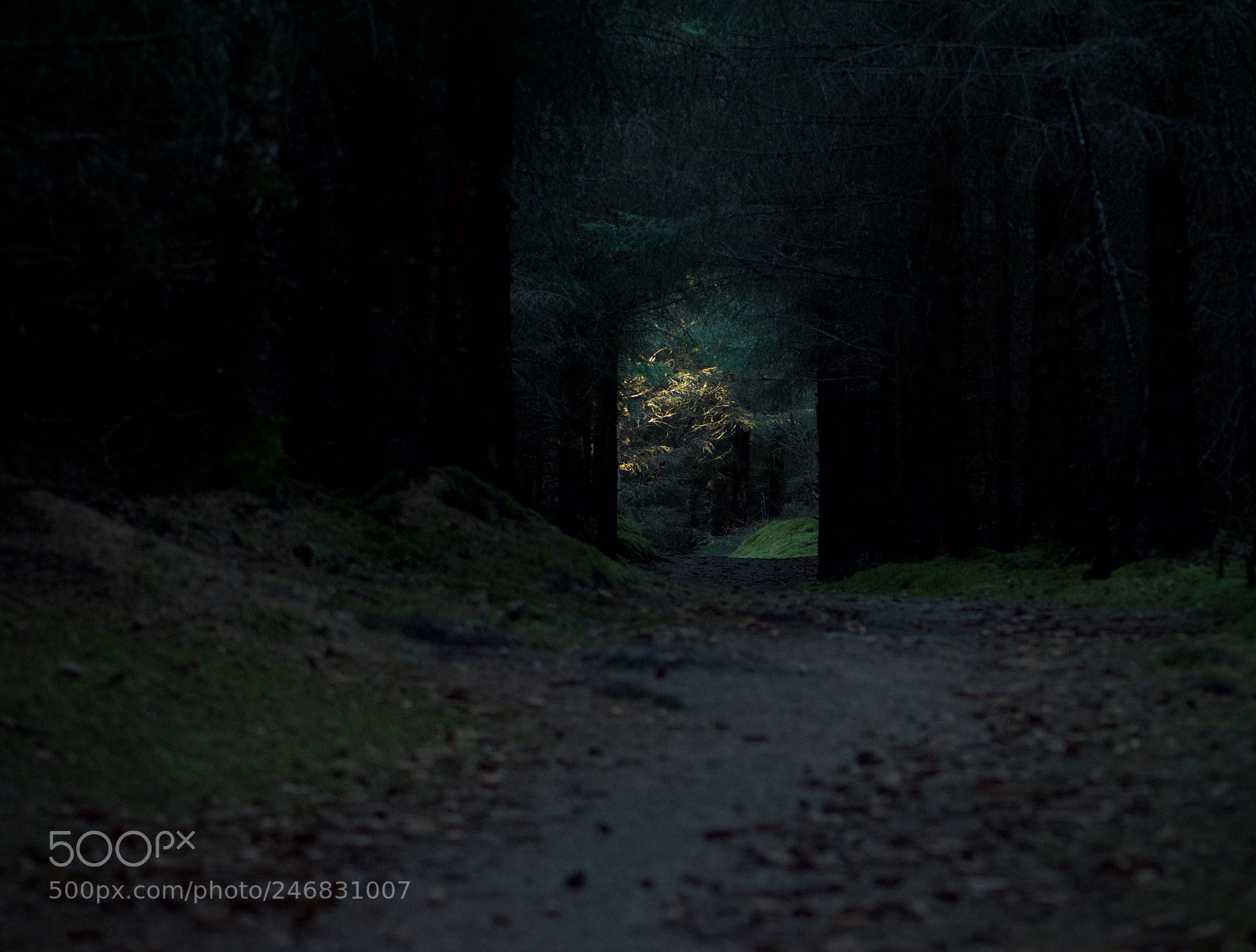 Nikon D7200 sample photo. The best way out photography