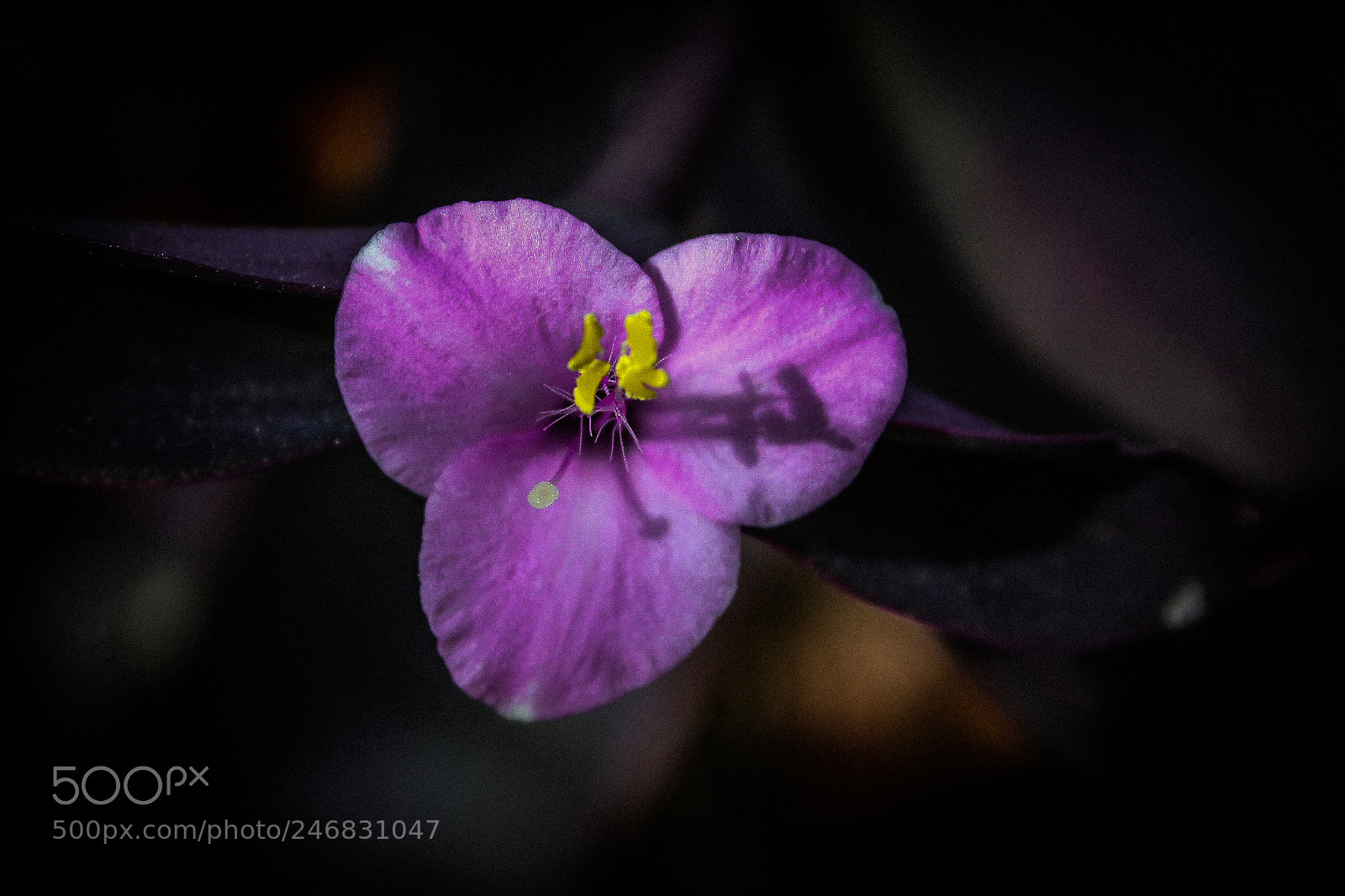 Canon EOS 1100D (EOS Rebel T3 / EOS Kiss X50) sample photo. Bloom of purple queen photography