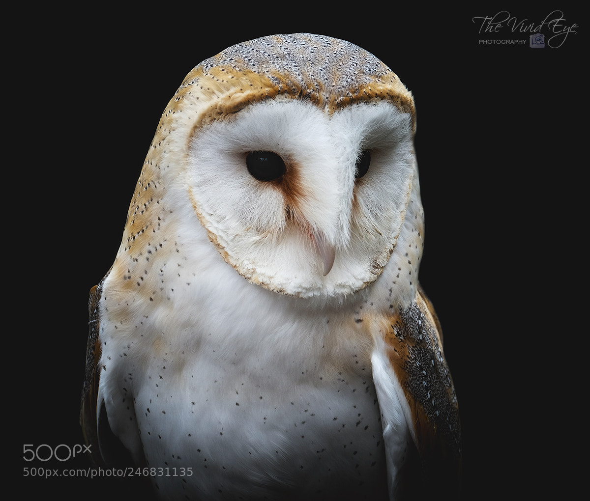 Fujifilm X-T2 sample photo. Barn owl photography