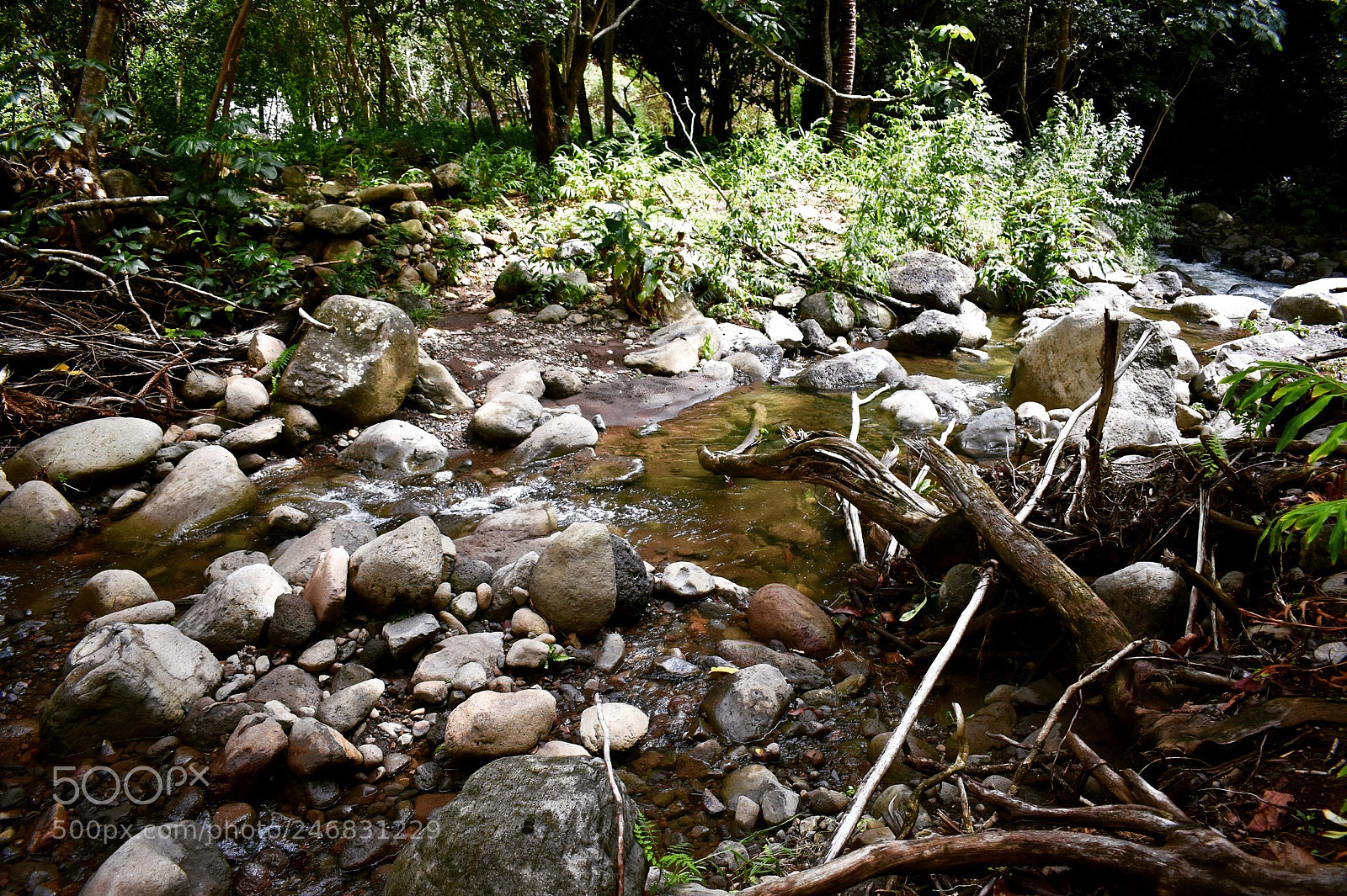 Nikon D3400 sample photo. Down by the stream photography
