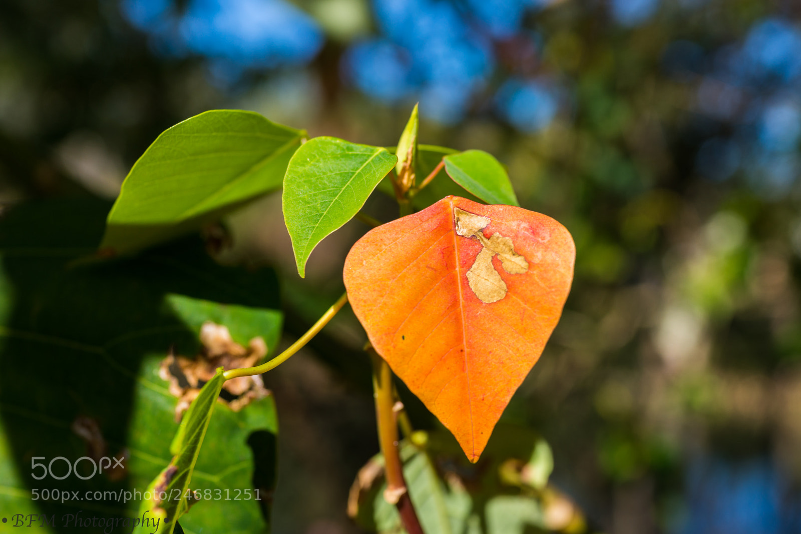 Sony Cyber-shot DSC-RX1R II sample photo. Orange leaf photography