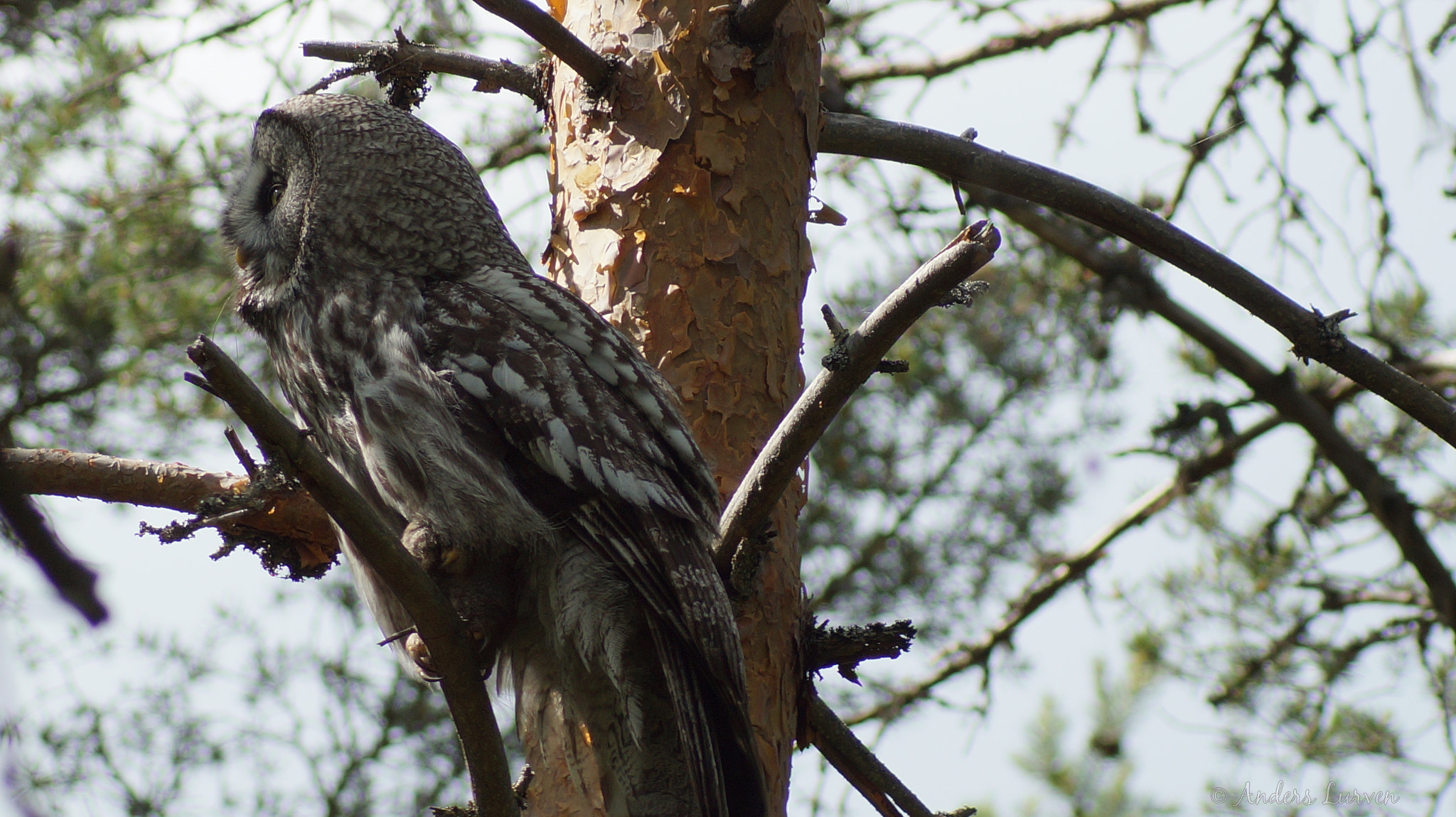 Sony 75-300mm F4.5-5.6 sample photo