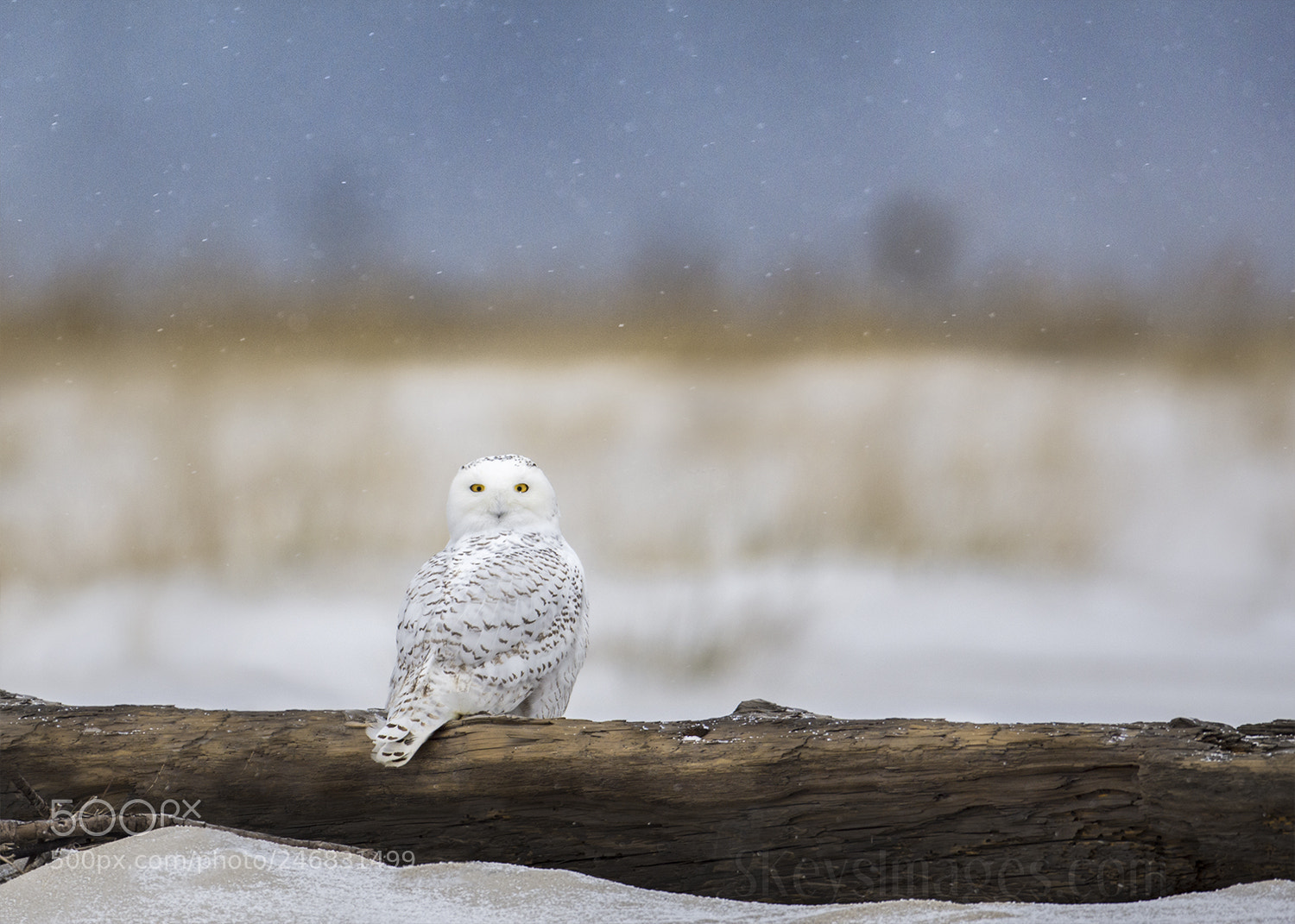 Nikon D7200 sample photo. Flurries (snowy owl) photography