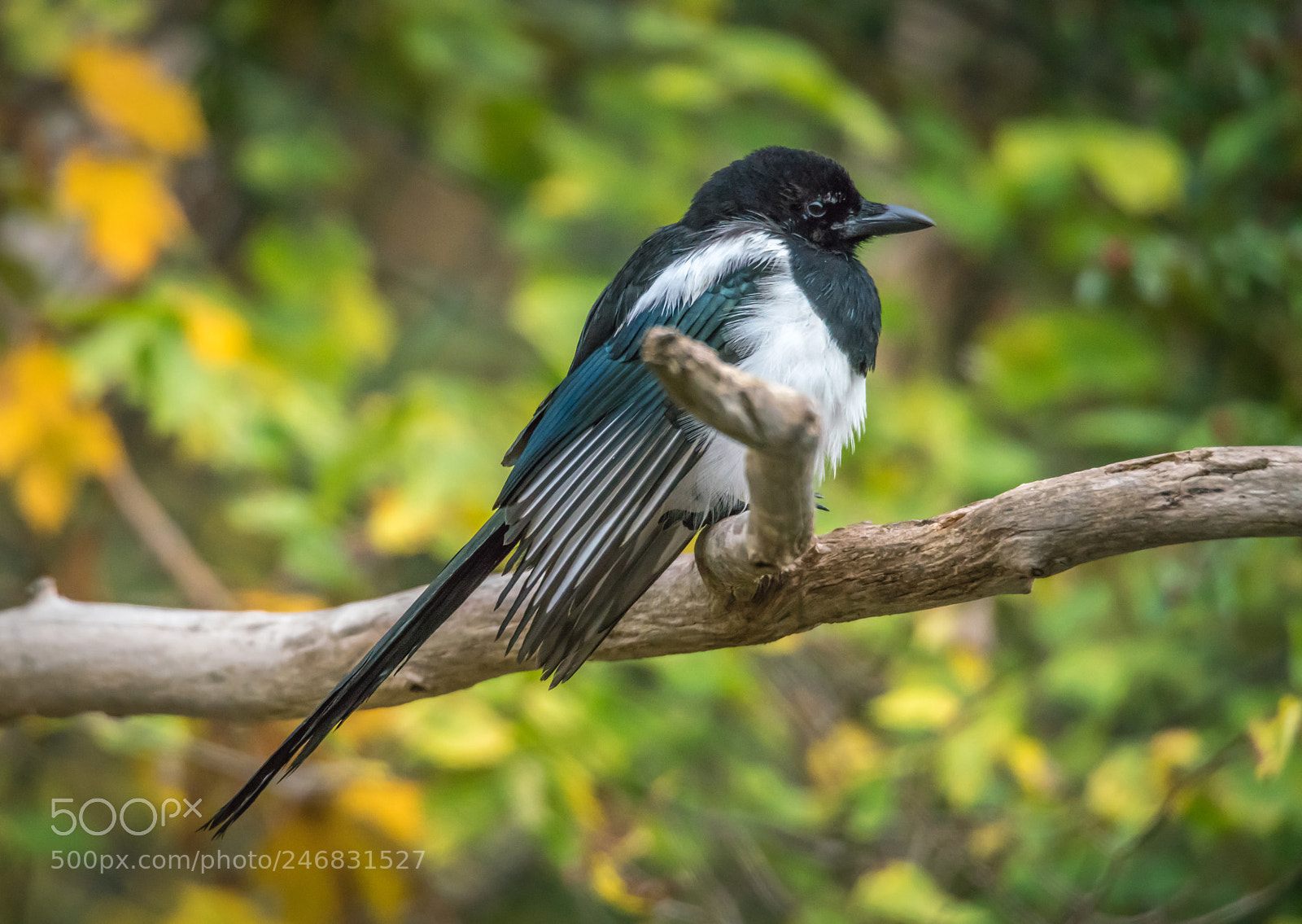 Sony a99 II sample photo. Magpie pica pica sitting photography