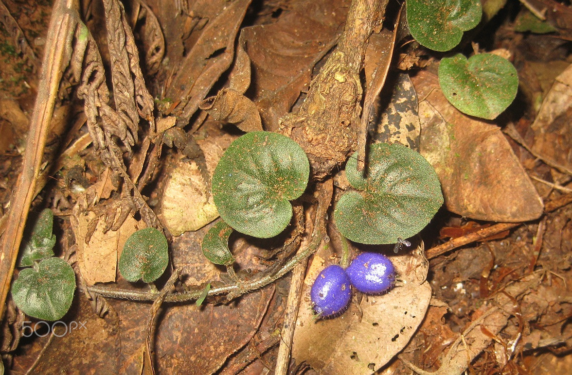 Canon POWERSHOT SD1000 sample photo. Coccocypselum lanceolatum photography