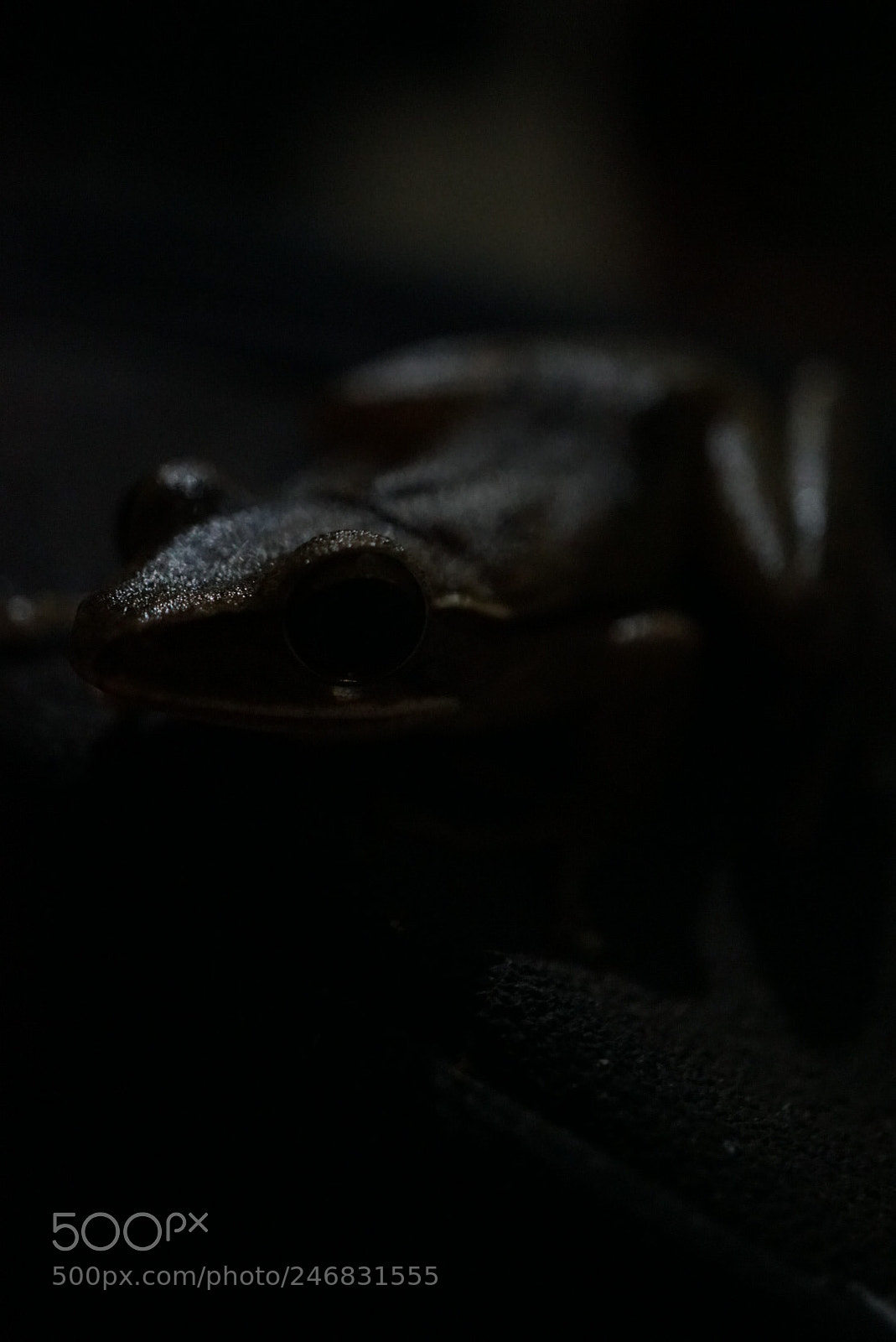 Sony a6300 sample photo. Dark frog knight photography