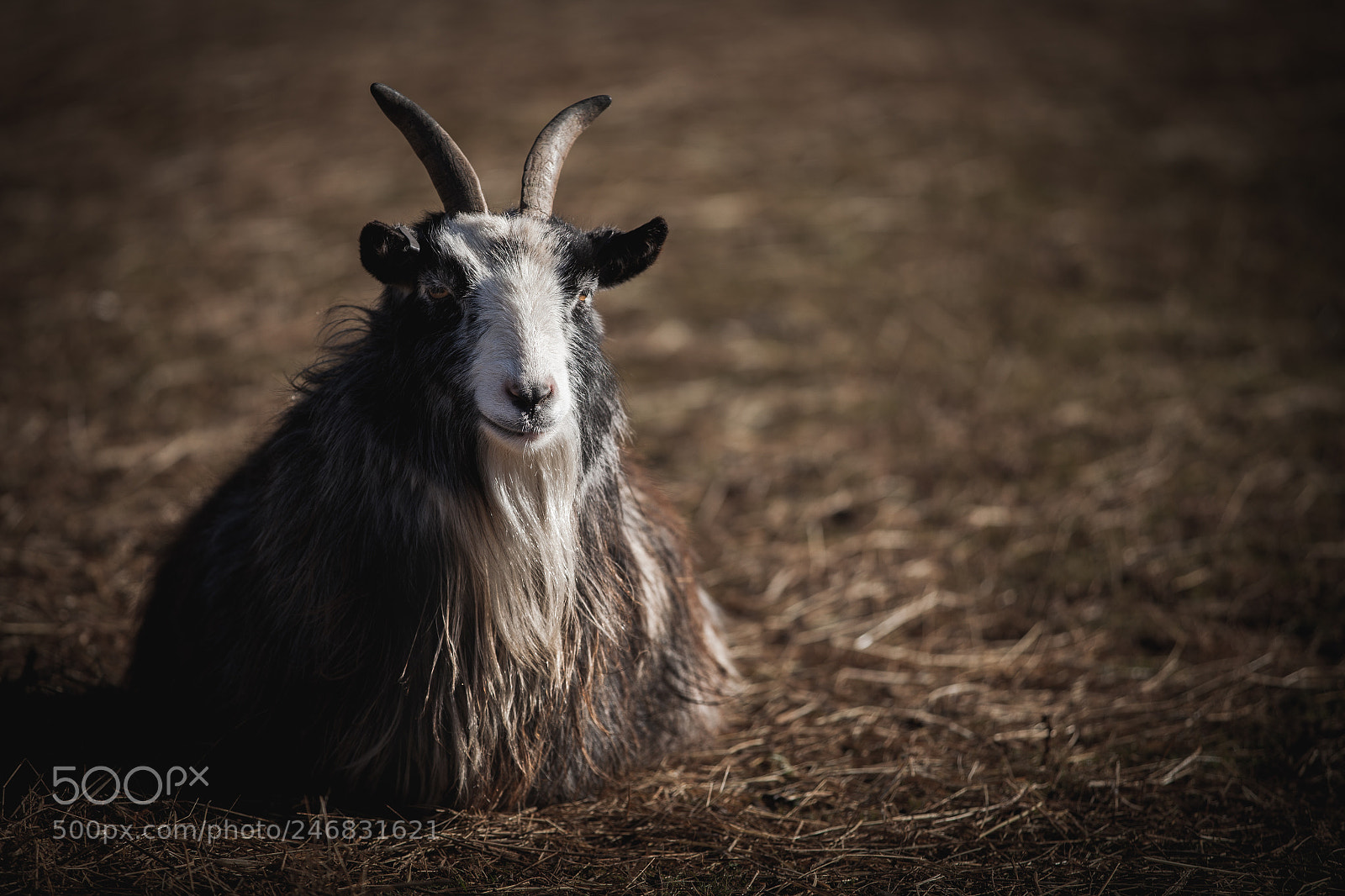 Canon EOS 5D Mark II sample photo. Just a goat photography