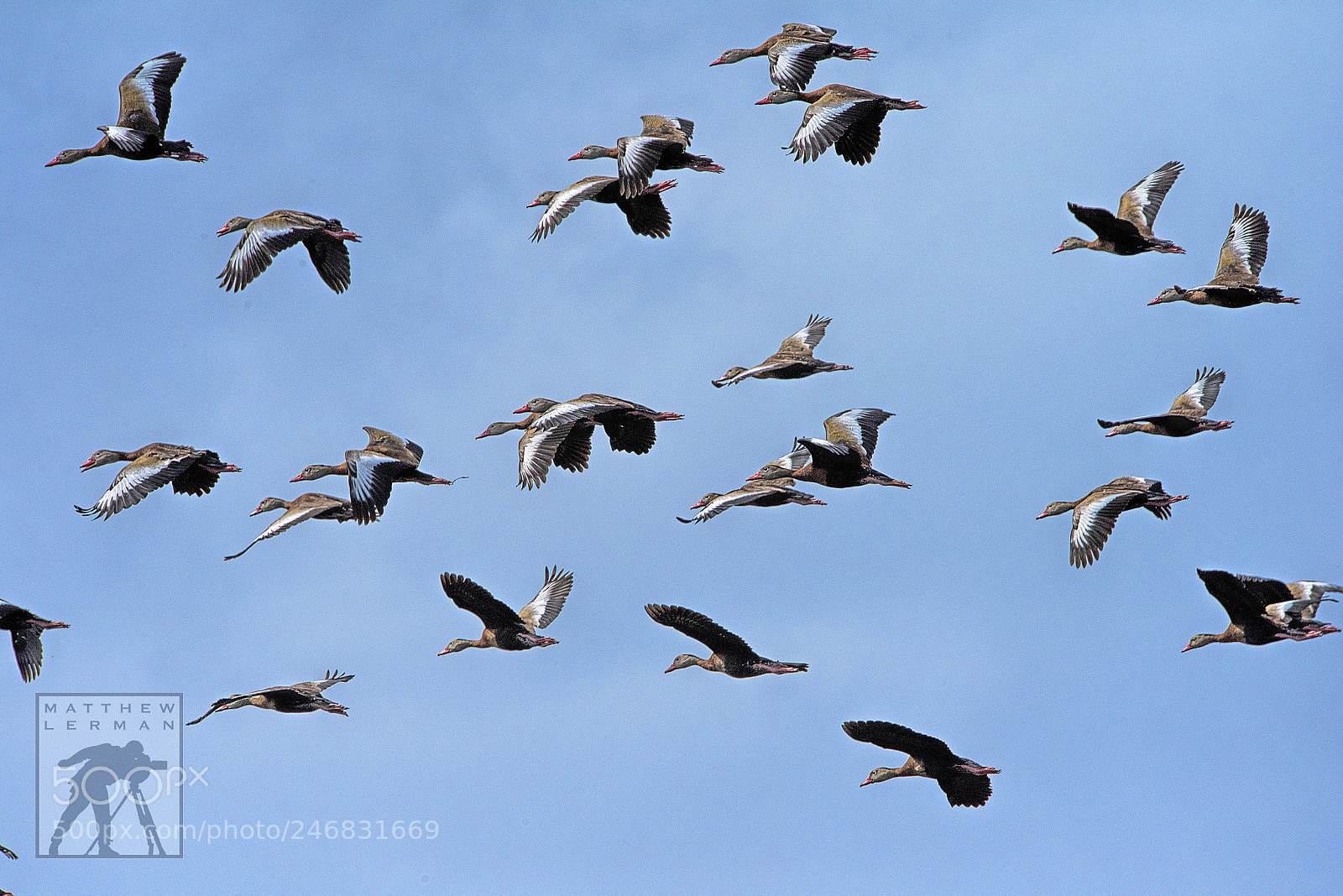 Nikon D810 sample photo. Flock photography