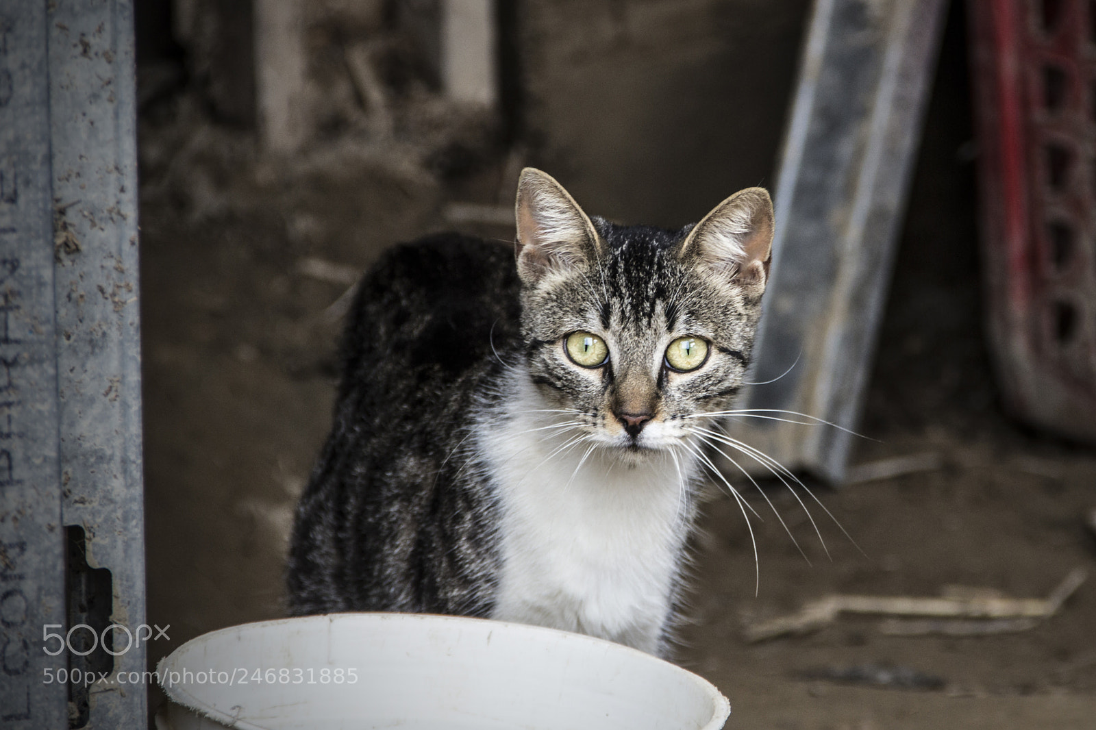 Canon EOS 60D sample photo. Survivor photography