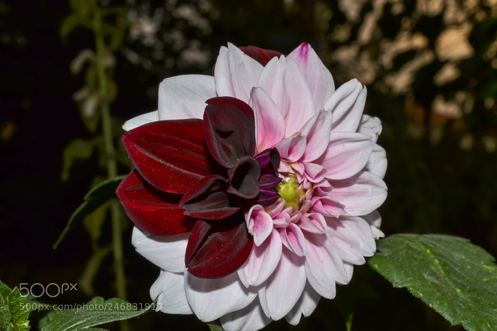 Nikon D3100 sample photo. Dahlia flower photography