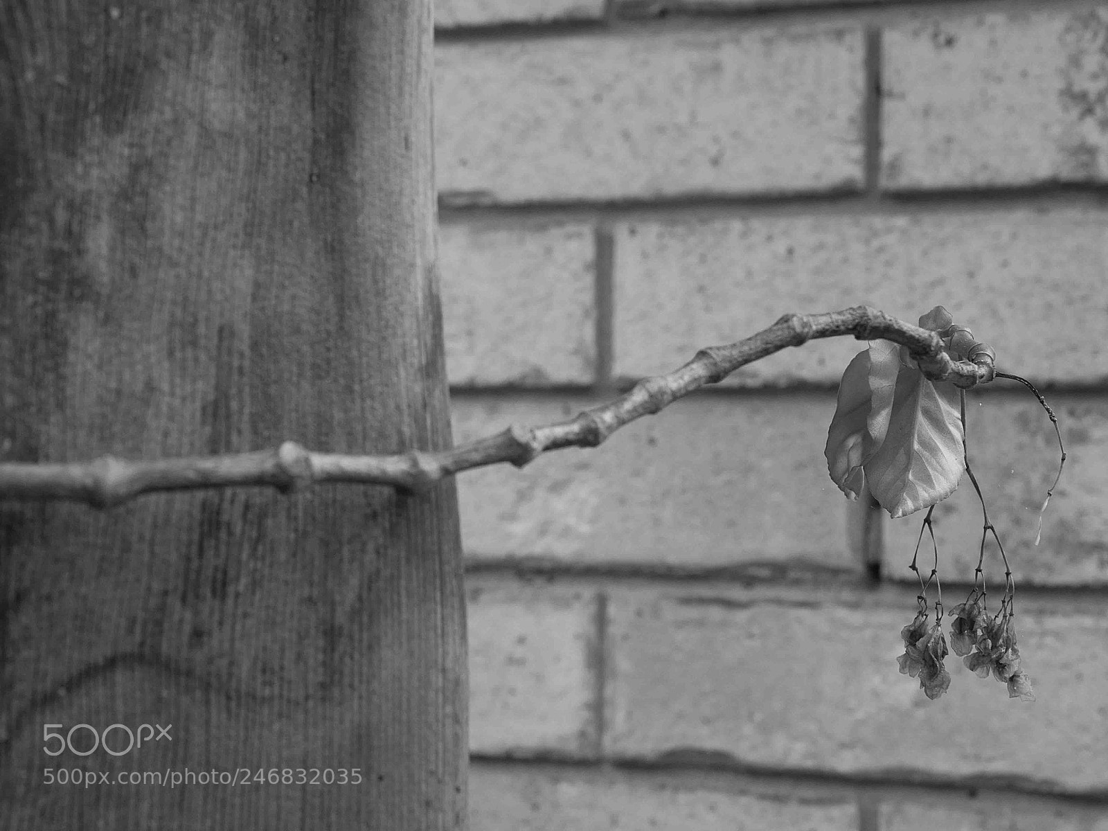 Olympus OM-D E-M10 II sample photo. My garden photography