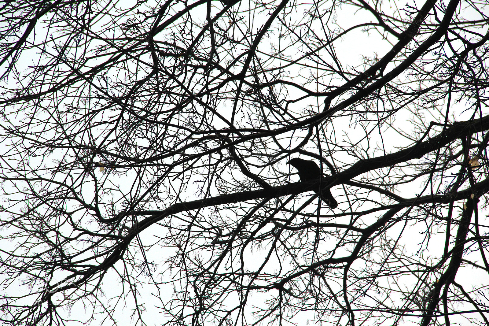 Canon EF-S 18-135mm F3.5-5.6 IS sample photo. Raven photography