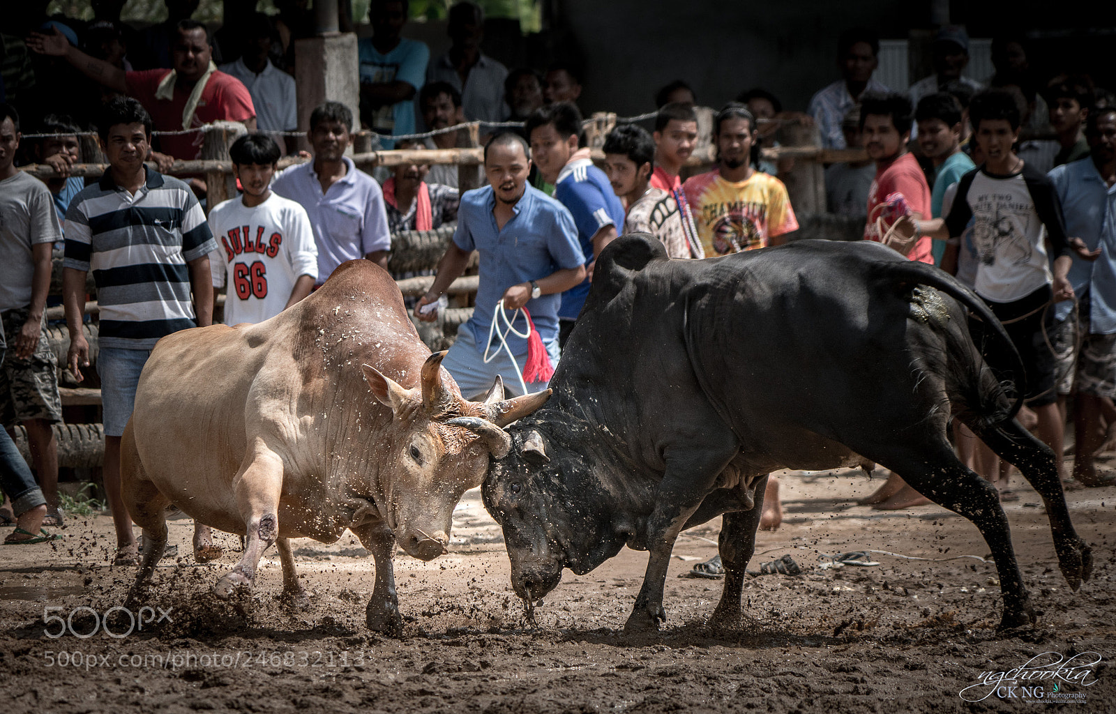 Sony a7R II sample photo. Bullfighting - phatthalung-thailand photography