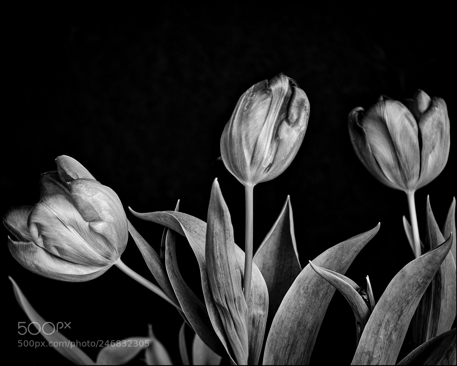 Fujifilm X-T2 sample photo. Three tulips photography