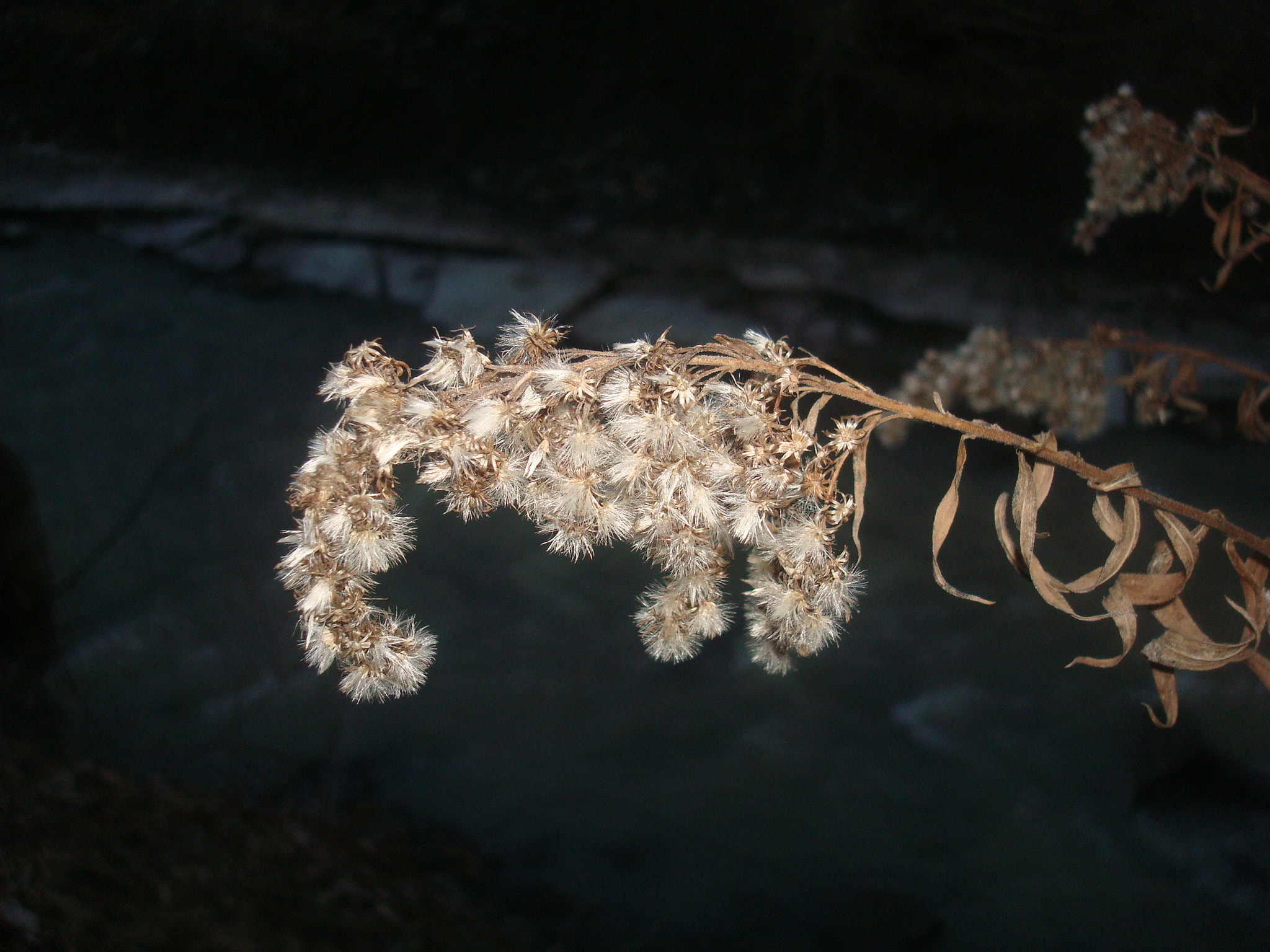 Sony DSC-W90 sample photo. Weeds.jpg photography