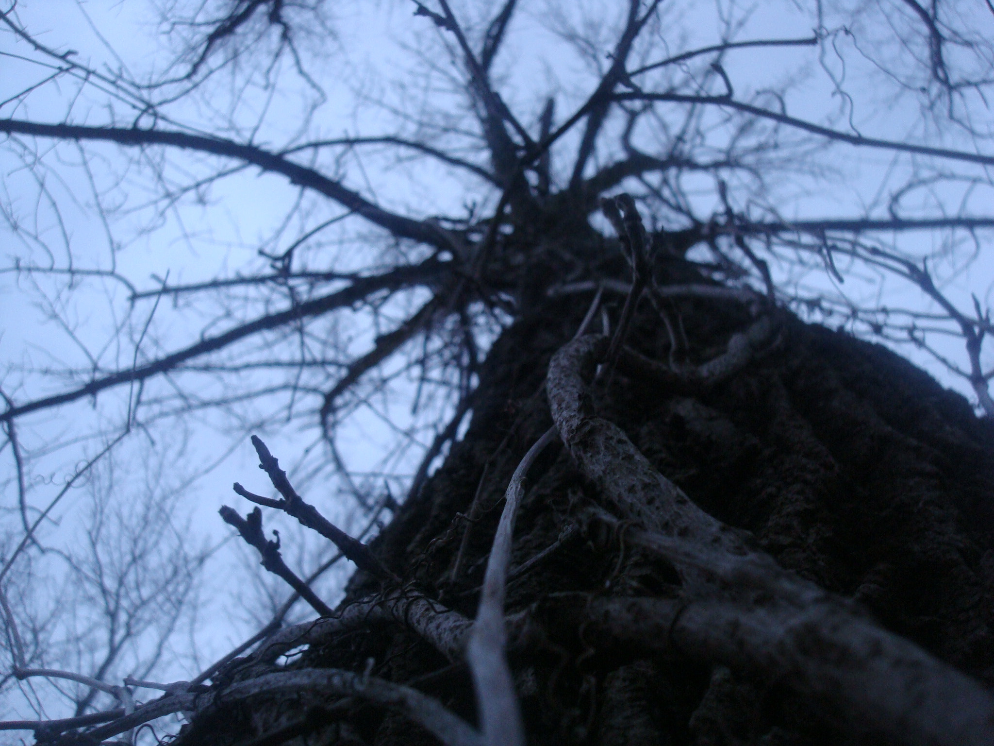 Sony DSC-W90 sample photo. Tree textures.jpg photography