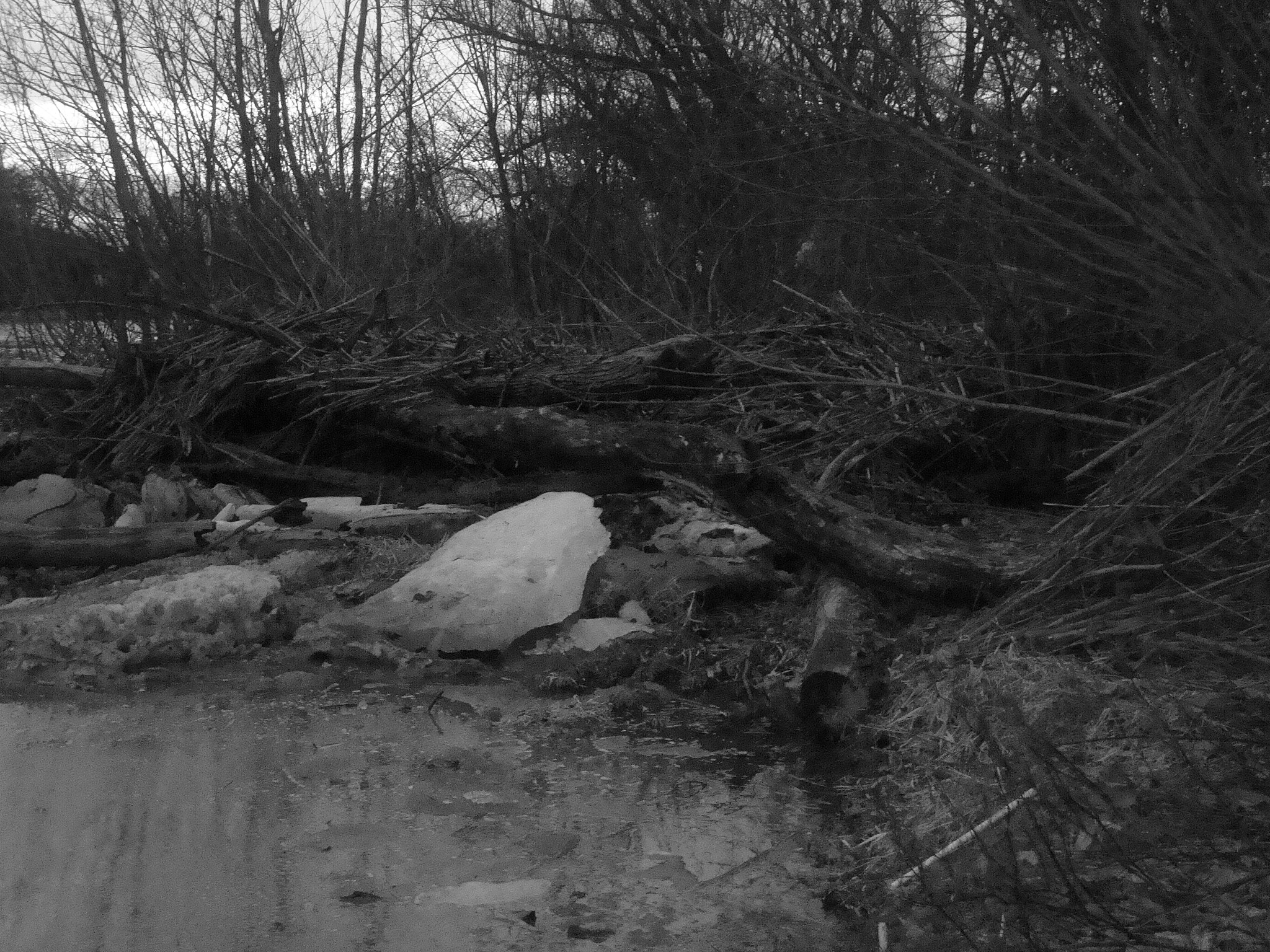 Sony DSC-W90 sample photo. Down tree.jpg photography