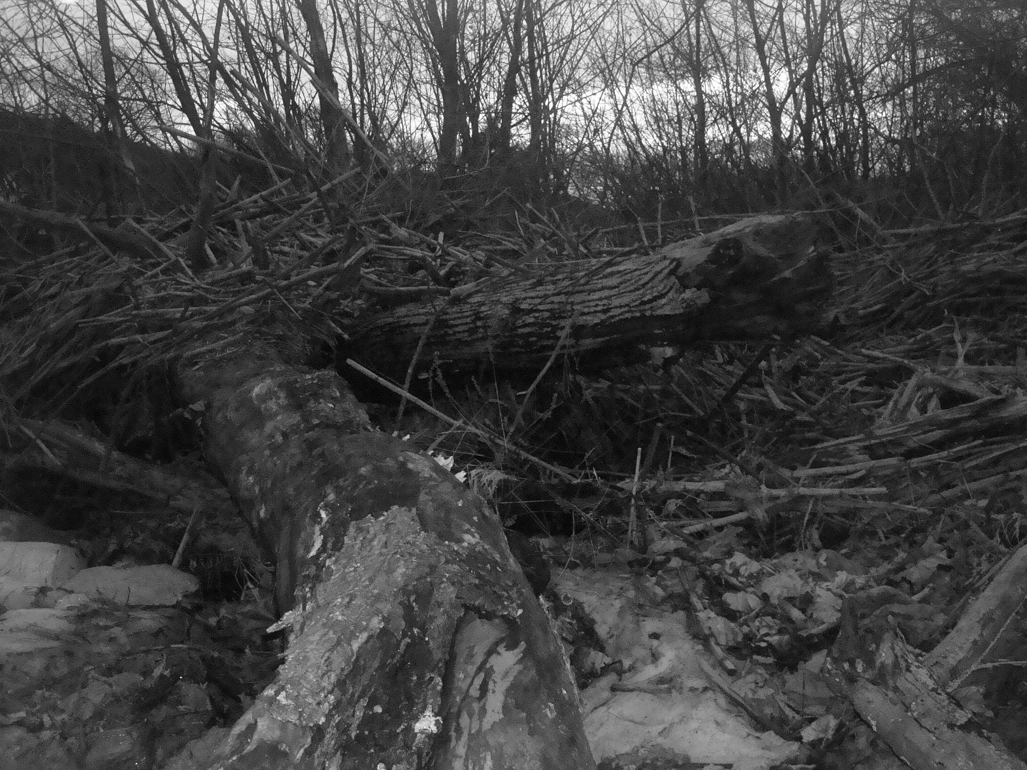Sony DSC-W90 sample photo. Fallen trees.jpg photography