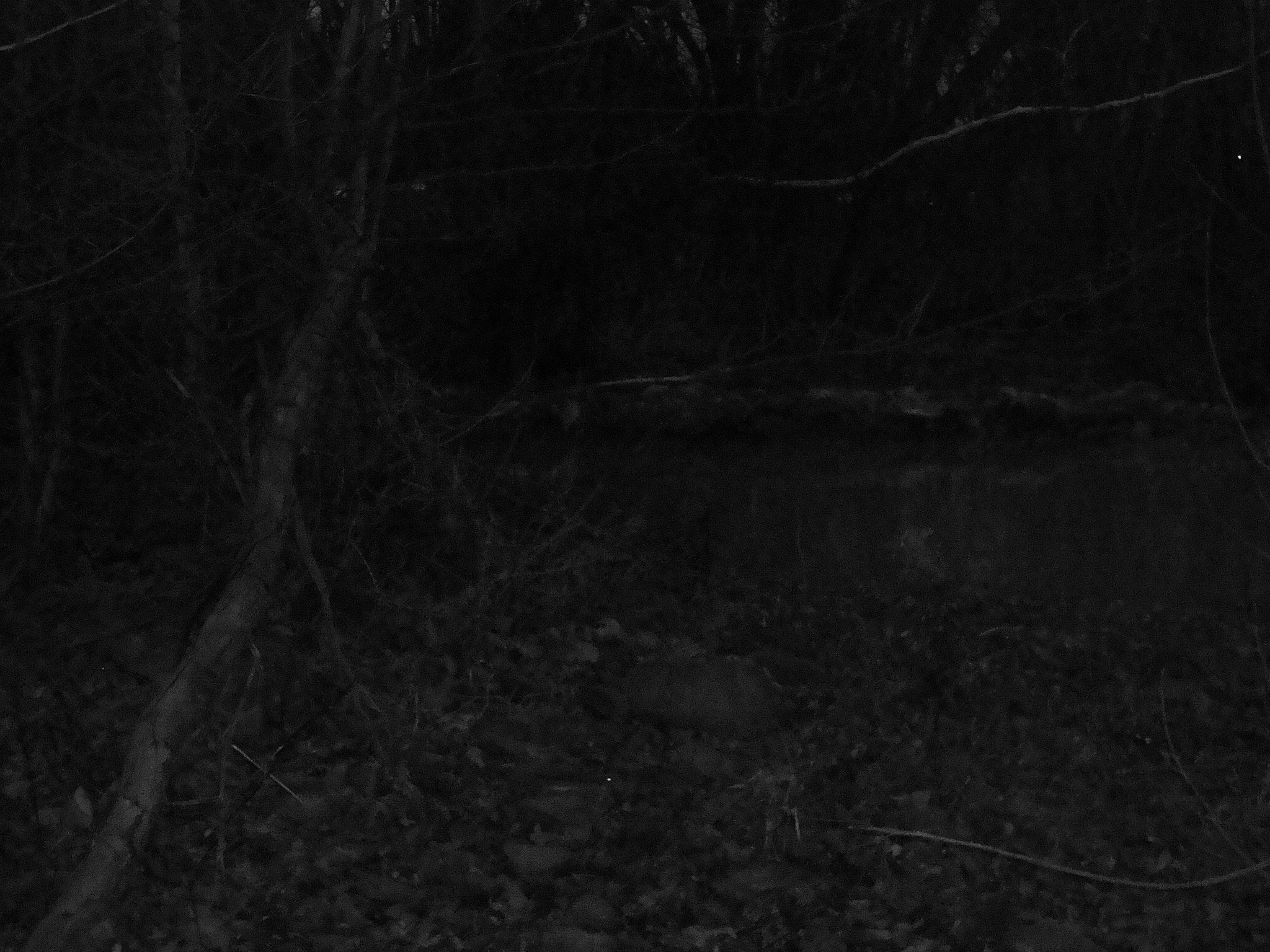 Sony DSC-W90 sample photo. Dark river bank.jpg photography
