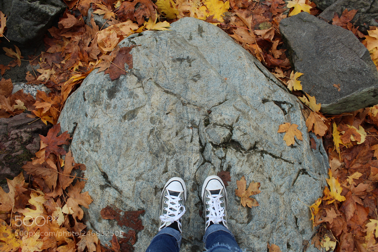 Canon EOS 1300D (EOS Rebel T6 / EOS Kiss X80) sample photo. Sea of leaves photography