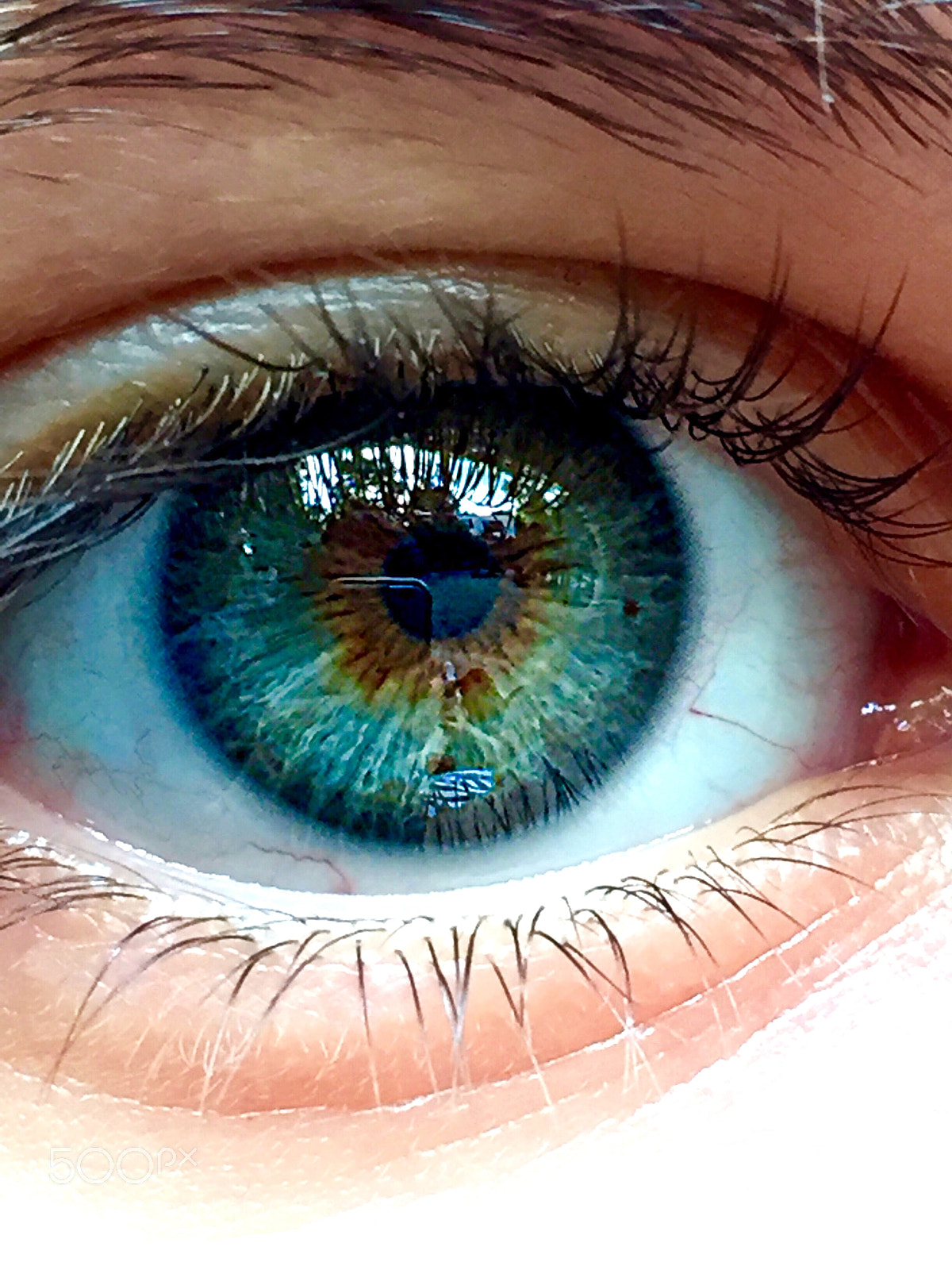 Apple iPhone 6 sample photo. Green eye photography