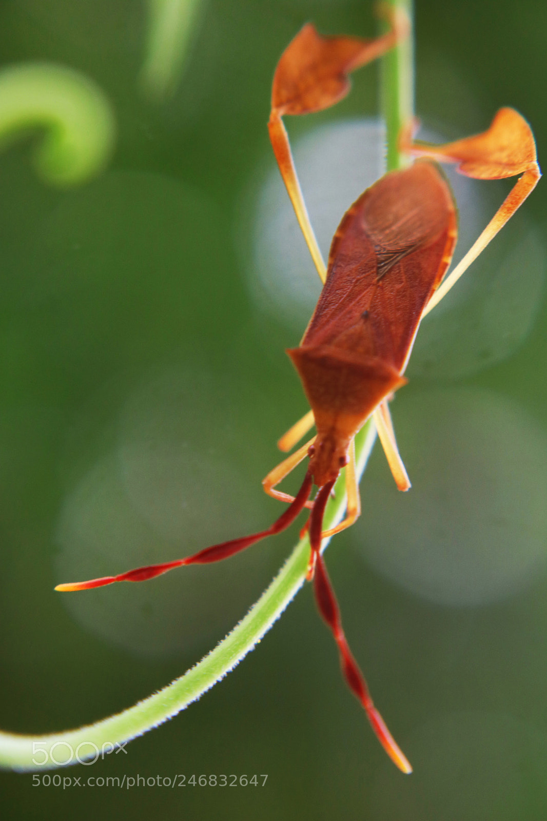 Canon EOS 750D (EOS Rebel T6i / EOS Kiss X8i) sample photo. Leaf bug photography
