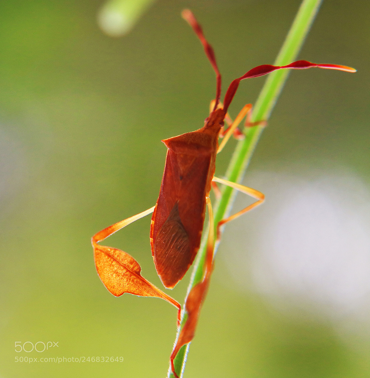 Canon EOS 750D (EOS Rebel T6i / EOS Kiss X8i) sample photo. Leaf bug photography