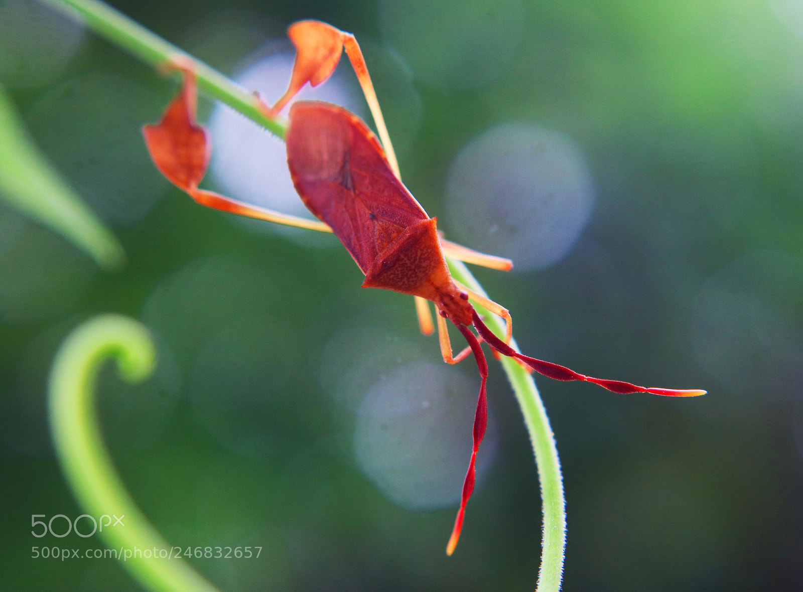 Canon EOS 750D (EOS Rebel T6i / EOS Kiss X8i) sample photo. Leaf bug photography
