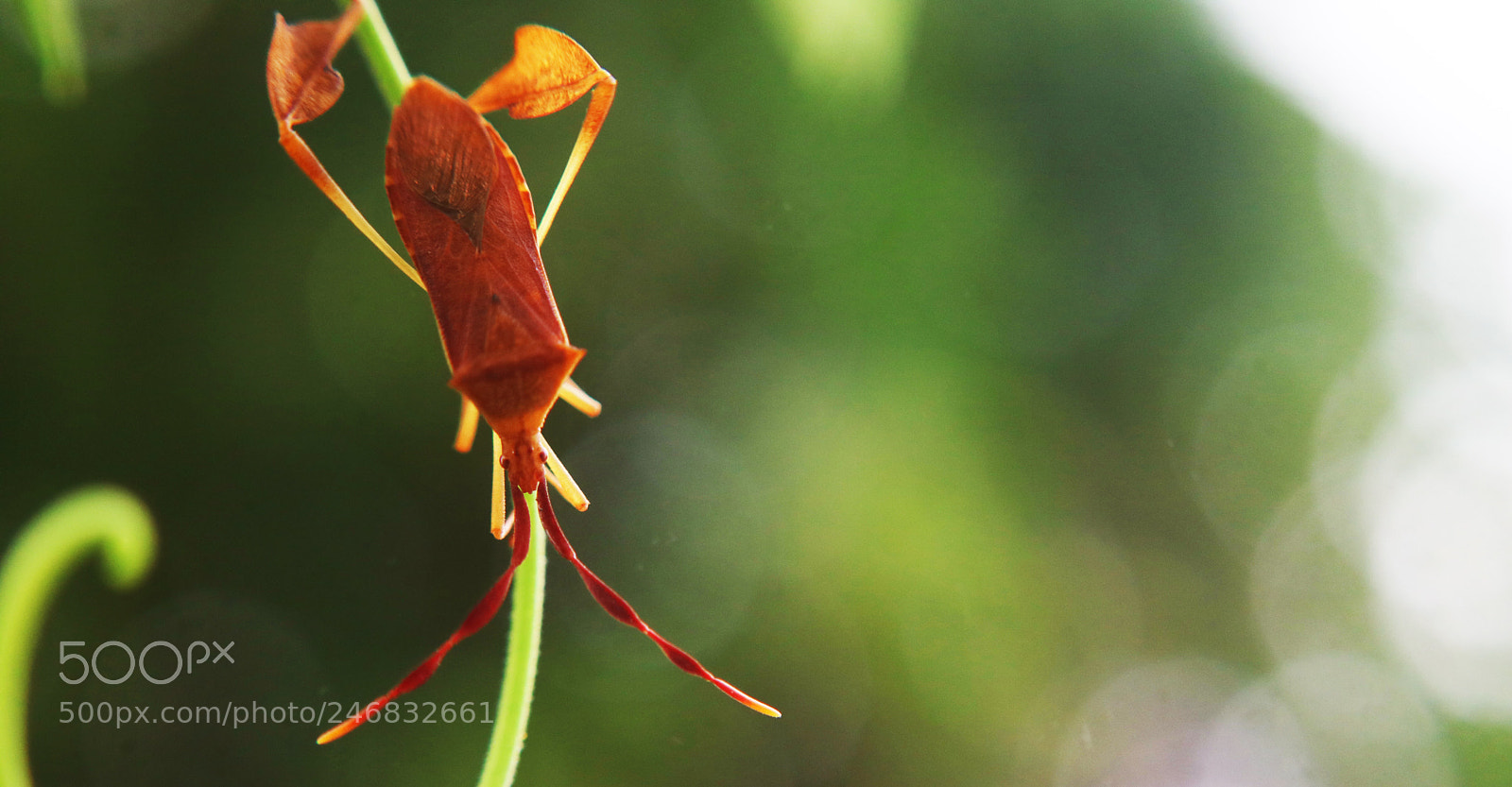 Canon EOS 750D (EOS Rebel T6i / EOS Kiss X8i) sample photo. Leaf bug photography
