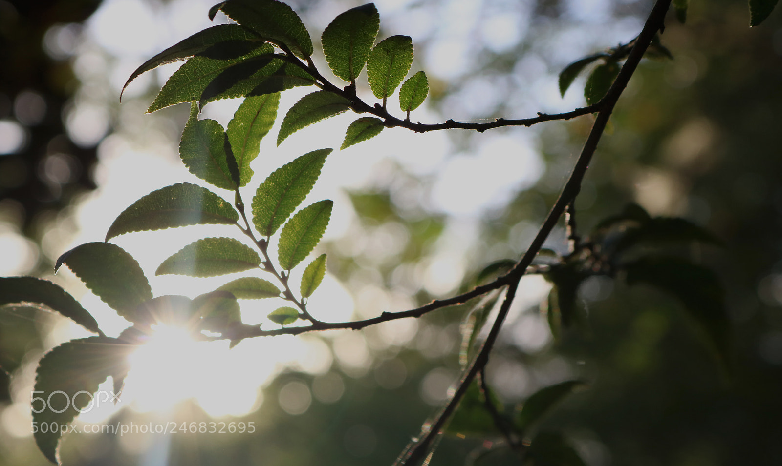 Canon EOS 750D (EOS Rebel T6i / EOS Kiss X8i) sample photo. Leaves(working) photography