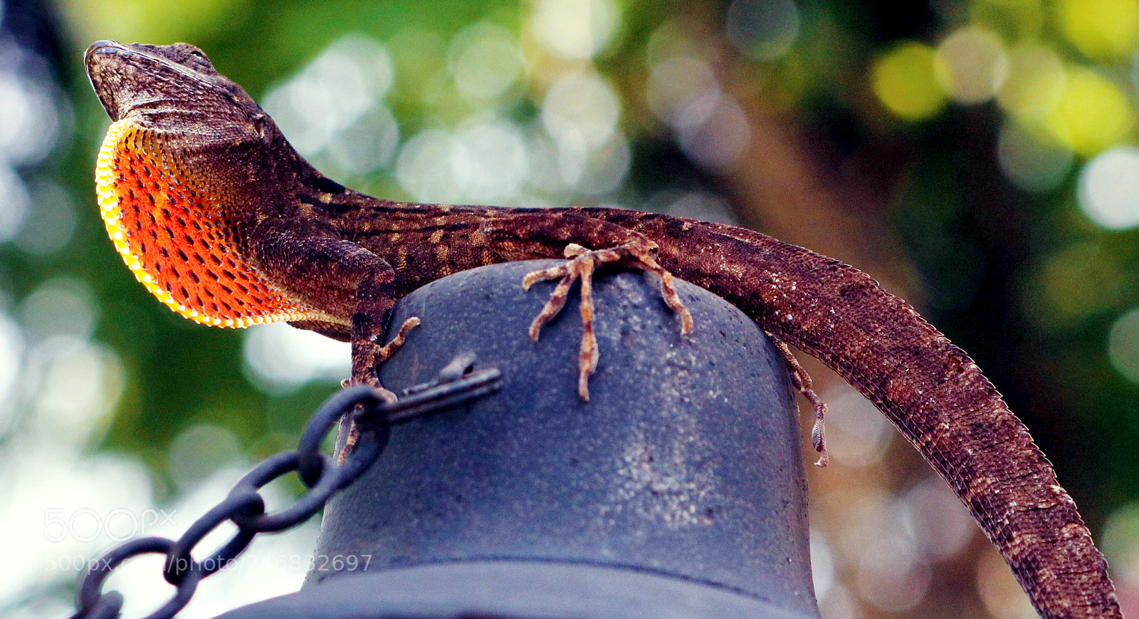 Canon EOS 750D (EOS Rebel T6i / EOS Kiss X8i) sample photo. Lizard(b) photography