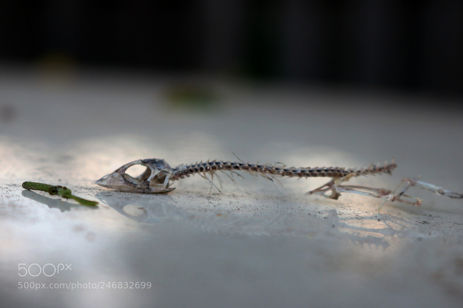 Canon EOS 750D (EOS Rebel T6i / EOS Kiss X8i) sample photo. Lizard(d) photography