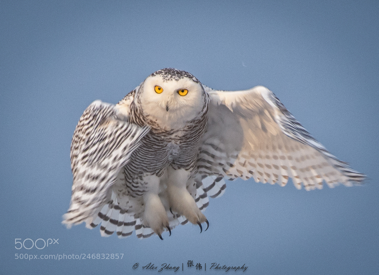 Nikon D500 sample photo. Snowy owl ready to photography