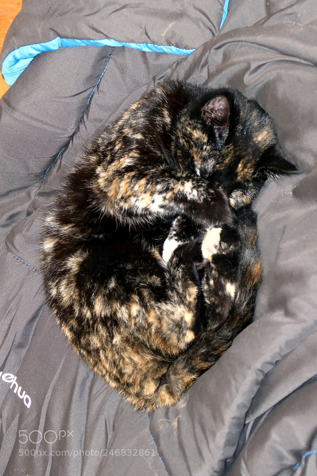 Panasonic Lumix DMC-FZ1000 sample photo. Lllll photography