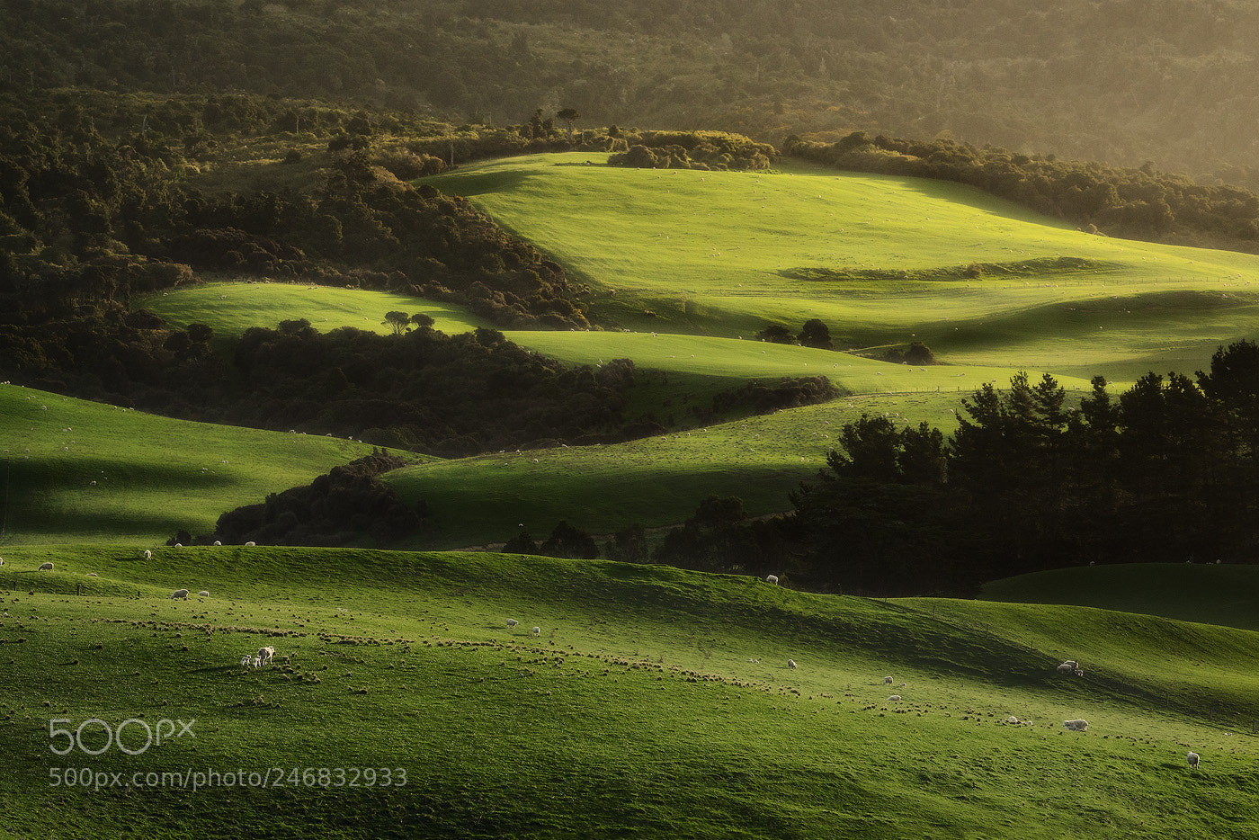 Sony a7R II sample photo. Sunset over the catlins photography