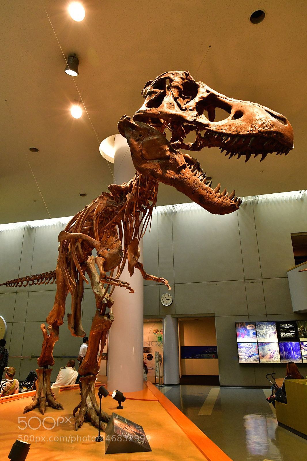 Nikon D500 sample photo. Museun photography